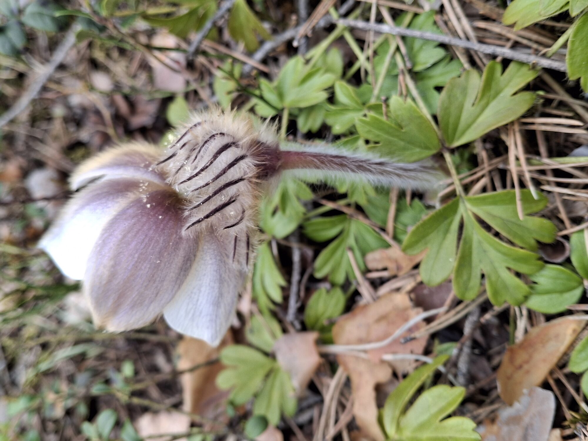 Valokuvaaja: Satu Suuntala