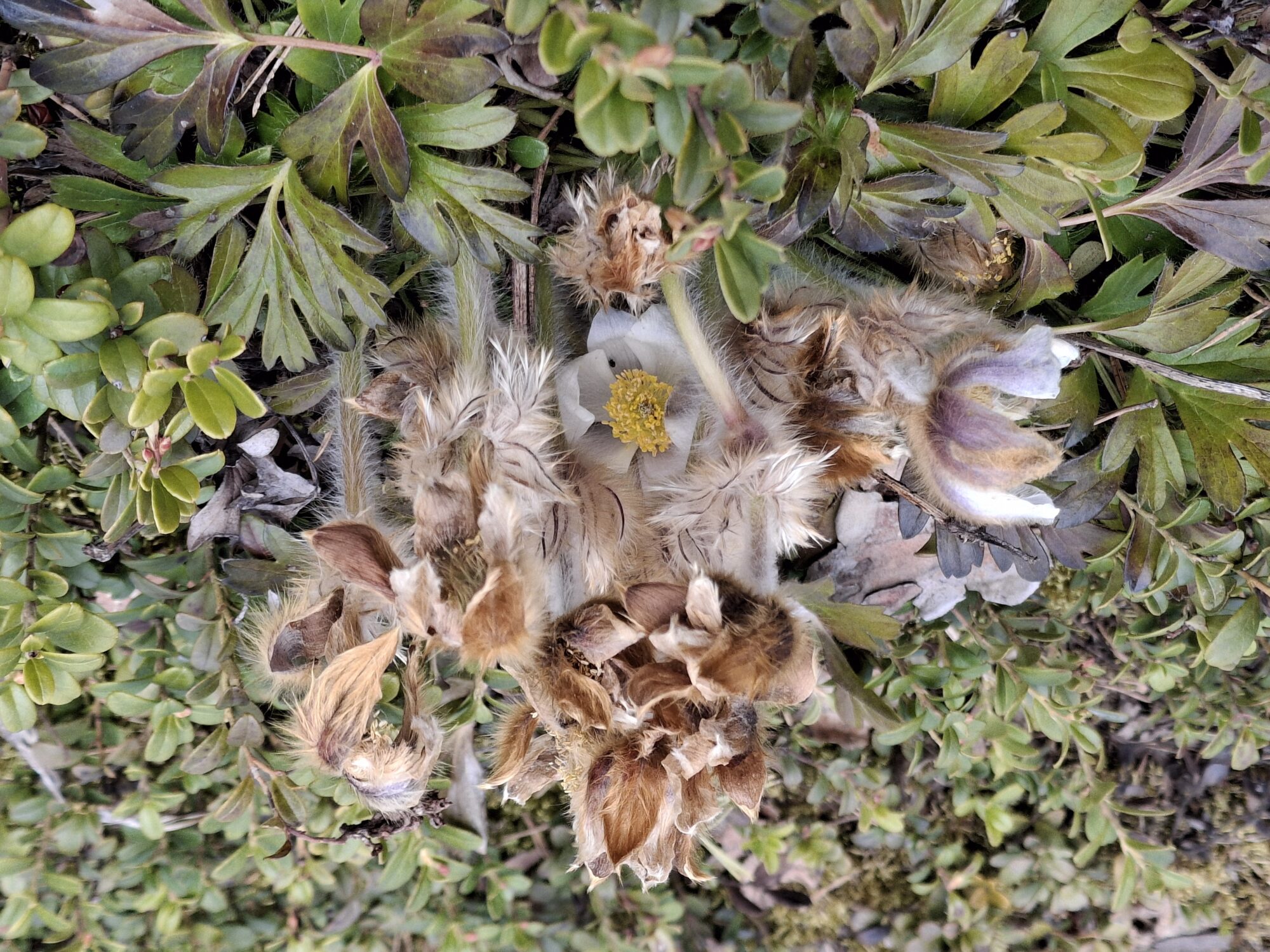 Valokuvaaja: Satu Suuntala