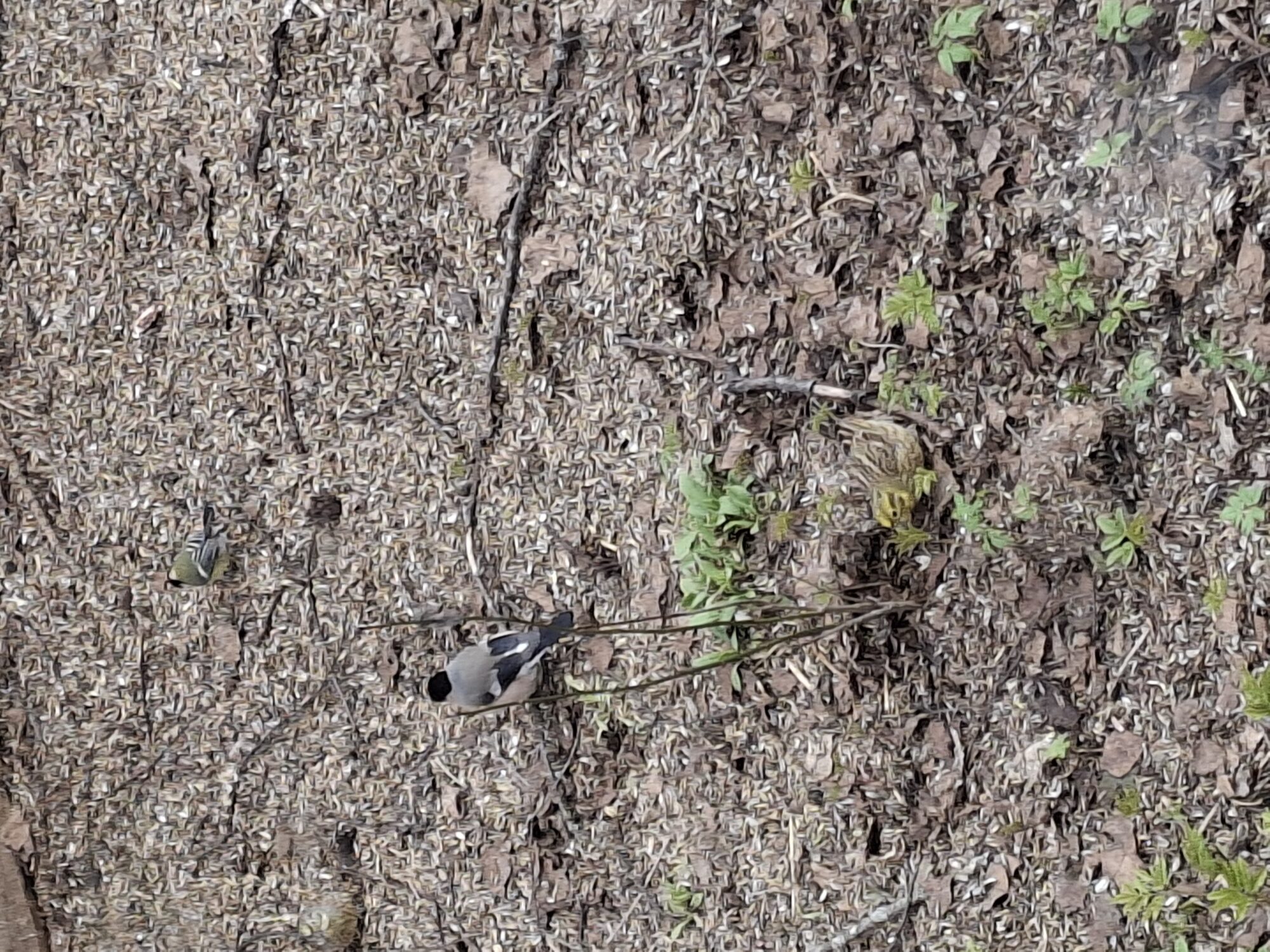 Valokuvaaja: Satu Suuntala