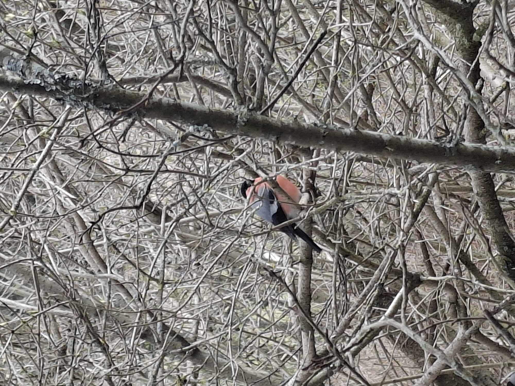 Valokuvaaja: Satu Suuntala