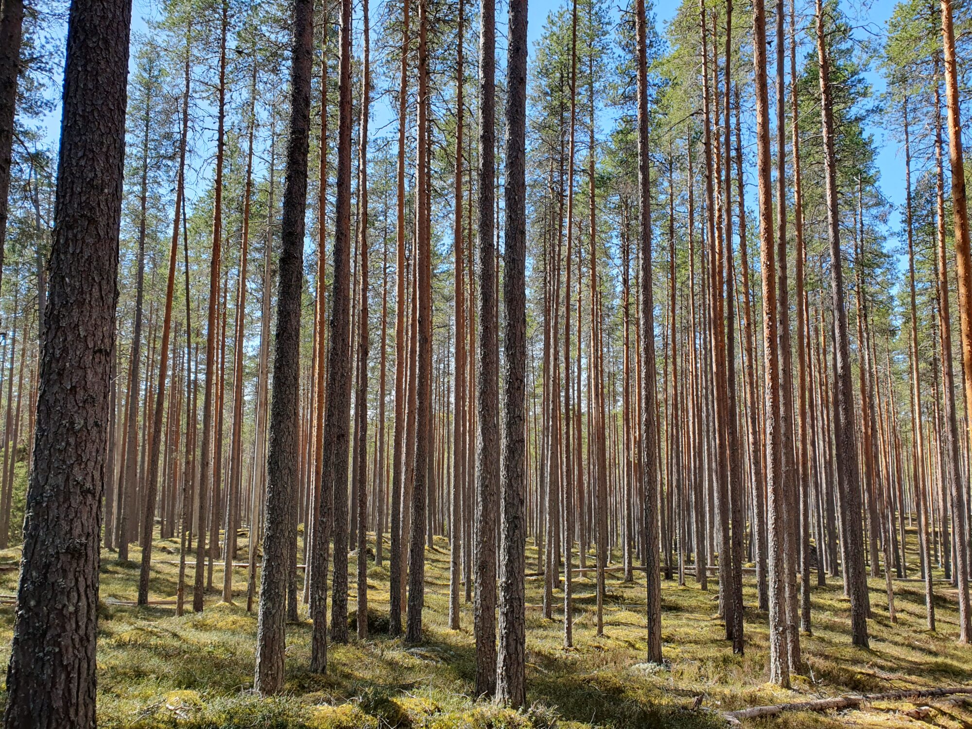 Valokuvaaja: Pirkko Tuulihovi
