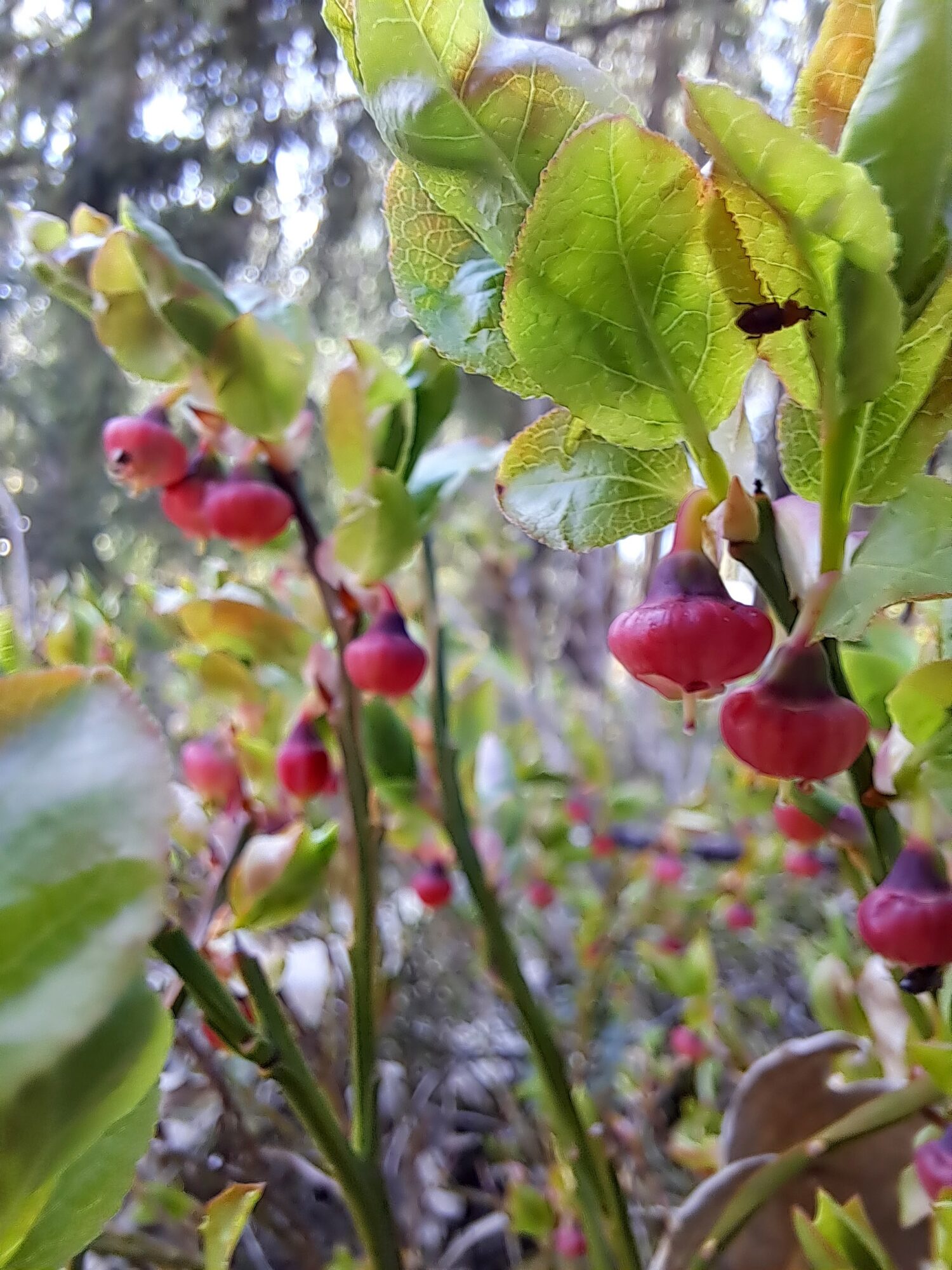 Valokuvaaja: Irja Lehtinen Valokuvaaja: Irja Lehtinen