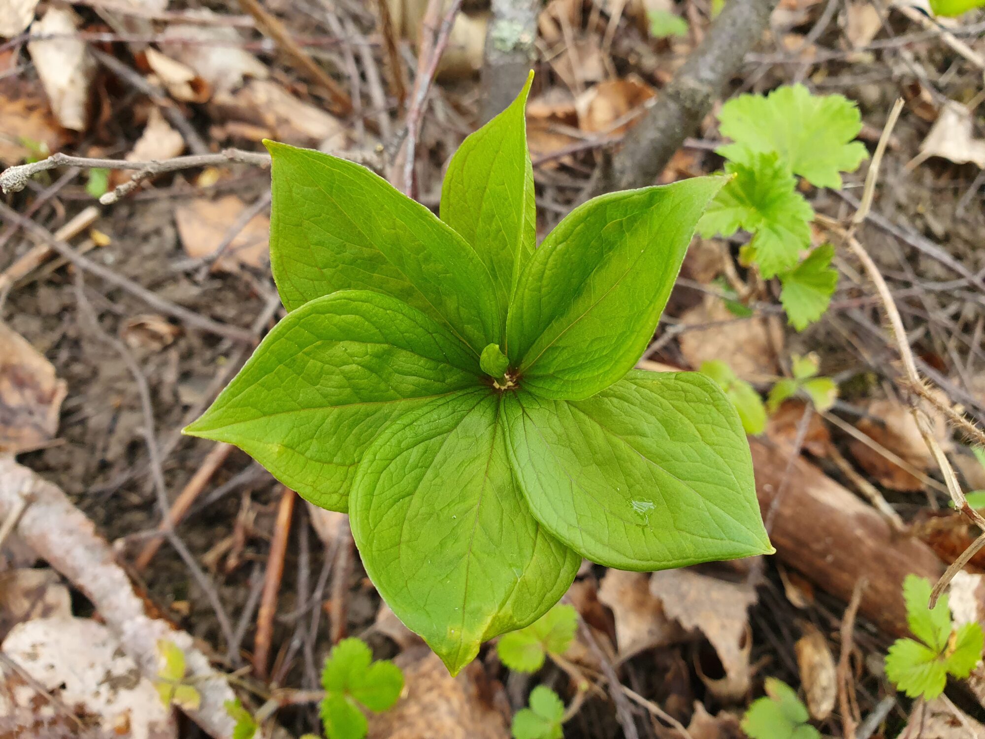 Valokuvaaja: Pirkko Tuulihovi Valokuvaaja: Pirkko Tuulihovi