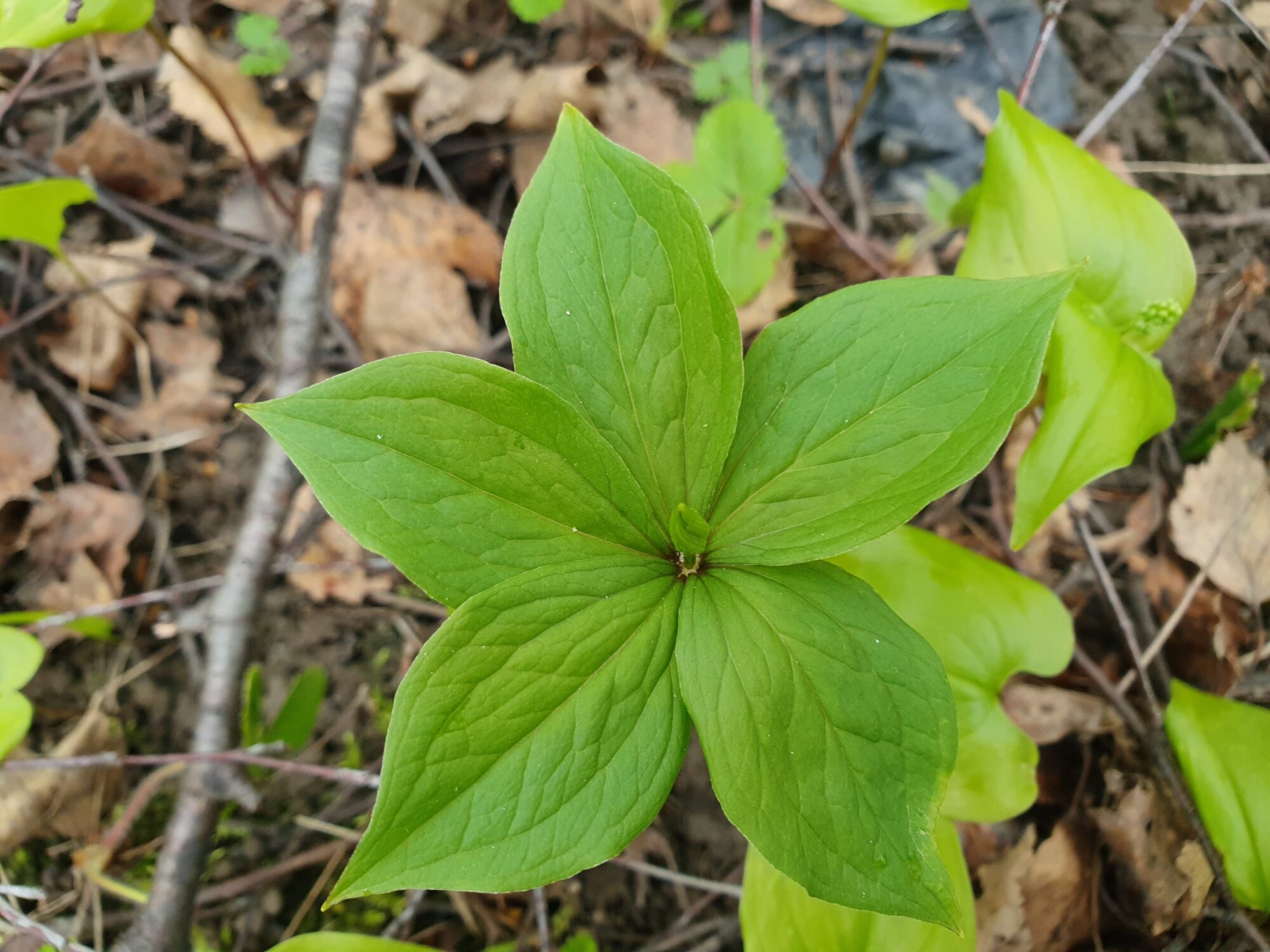 Valokuvaaja: Pirkko Tuulihovi Valokuvaaja: Pirkko Tuulihovi