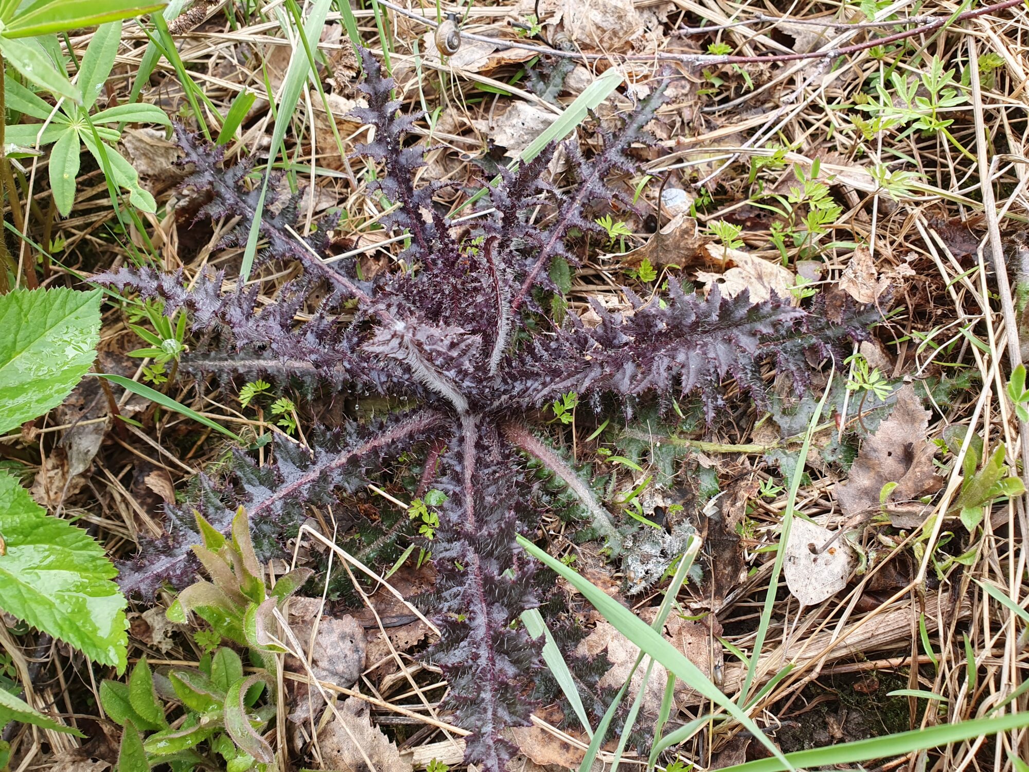 Valokuvaaja: Pirkko Tuulihovi Valokuvaaja: Pirkko Tuulihovi