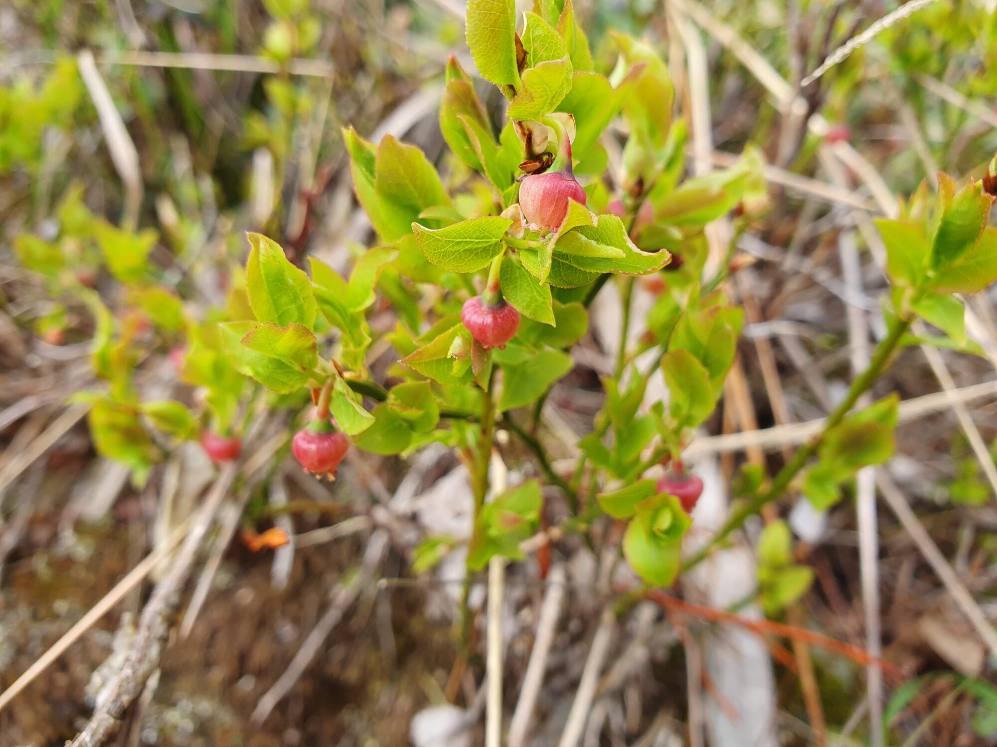 Valokuvaaja: Pirkko Tuulihovi Valokuvaaja: Pirkko Tuulihovi