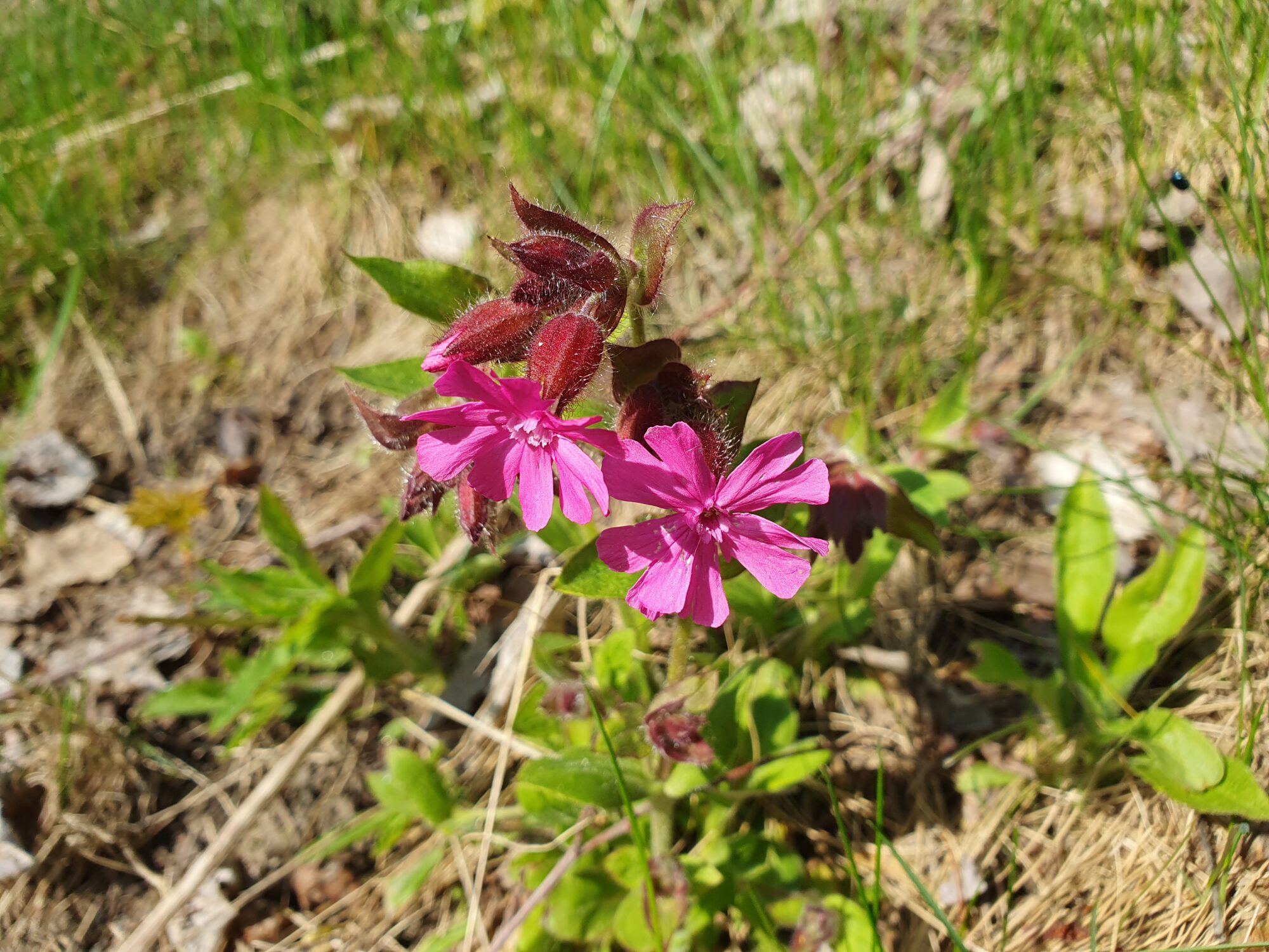 Valokuvaaja: Pirkko Tuulihovi