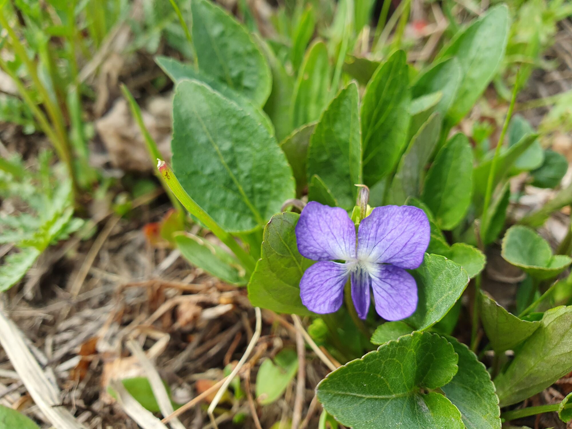 Valokuvaaja: Pirkko Tuulihovi