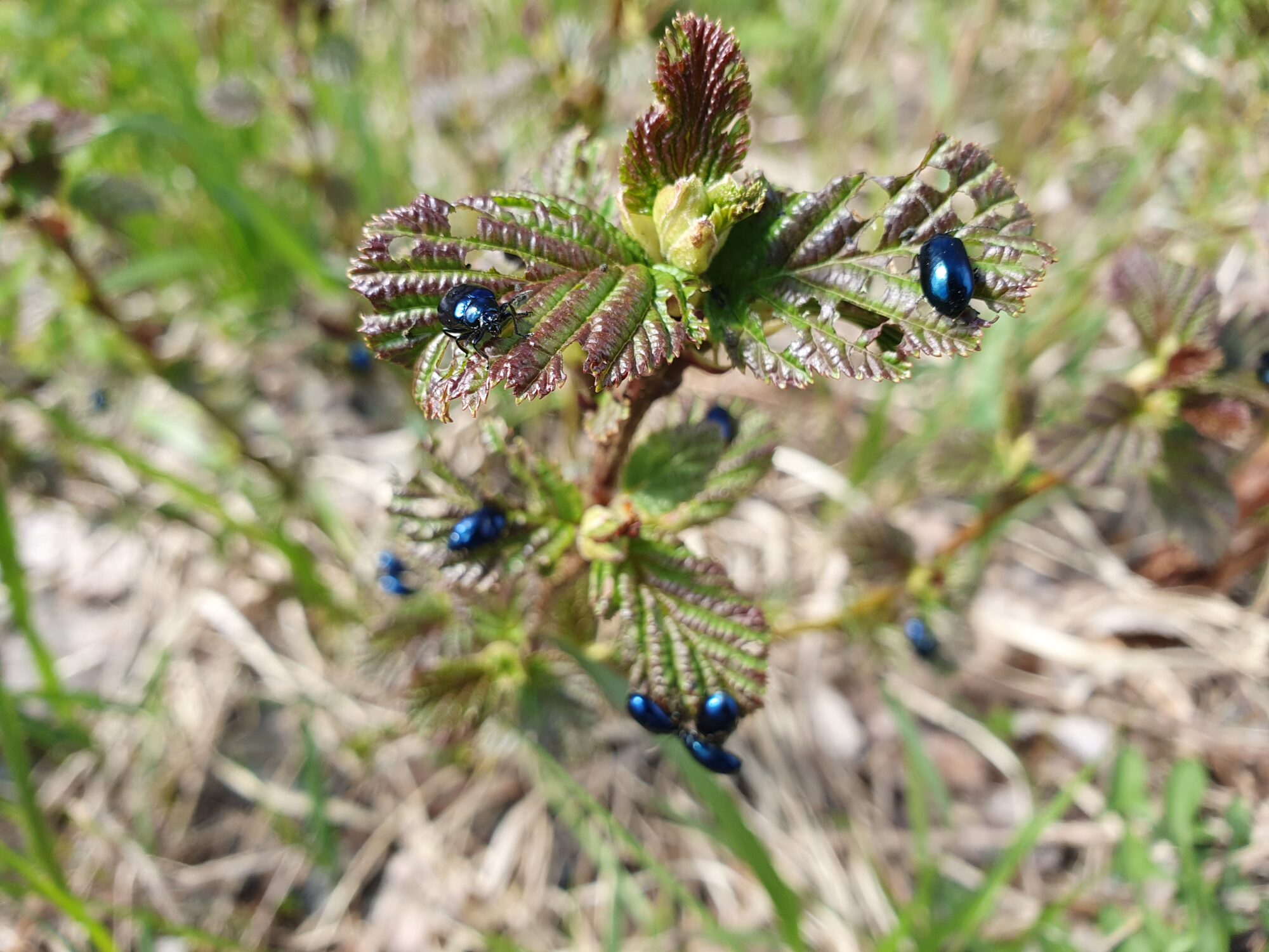 Valokuvaaja: Pirkko Tuulihovi