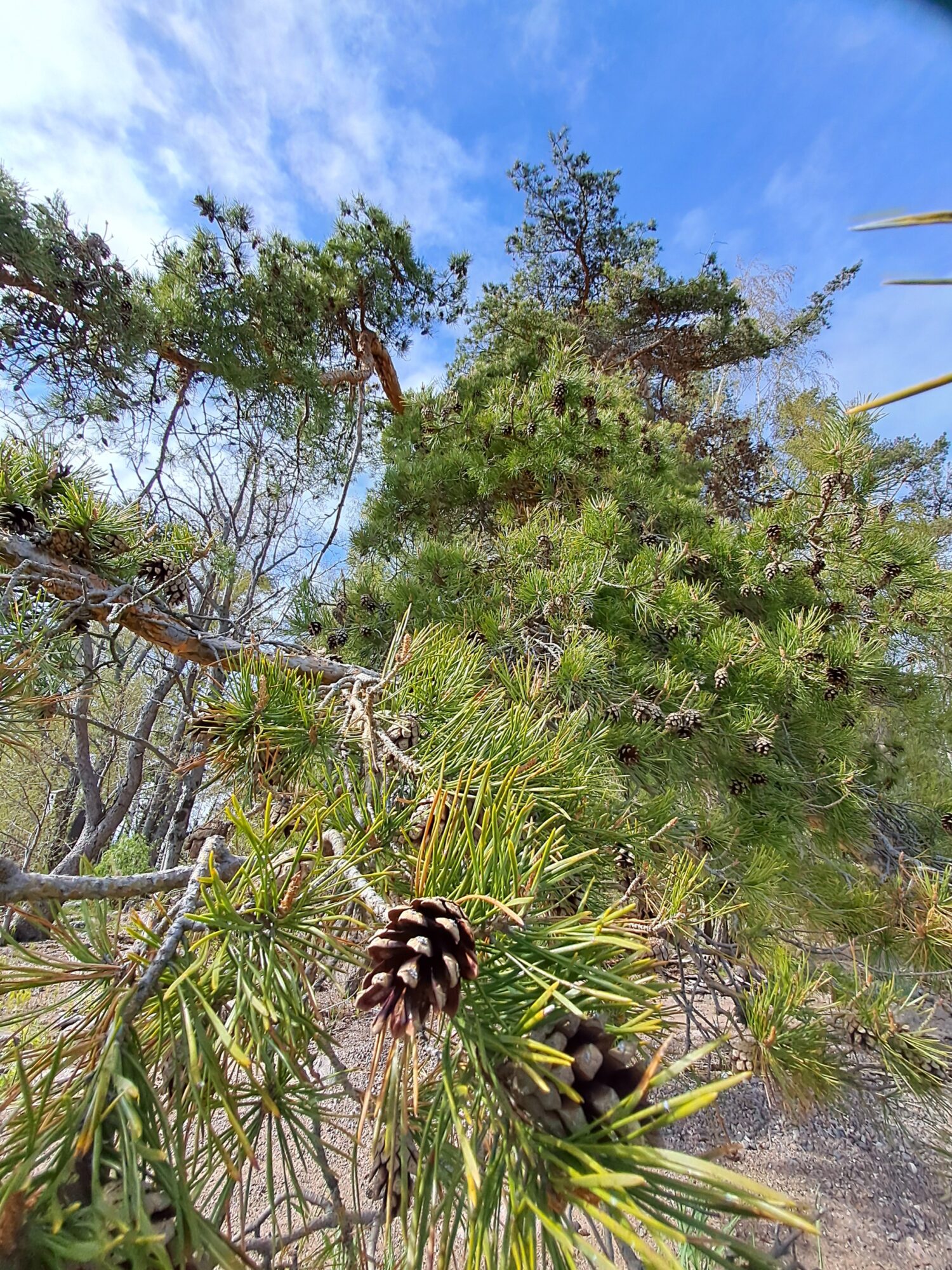 Valokuvaaja: Mirja Suoknuuti