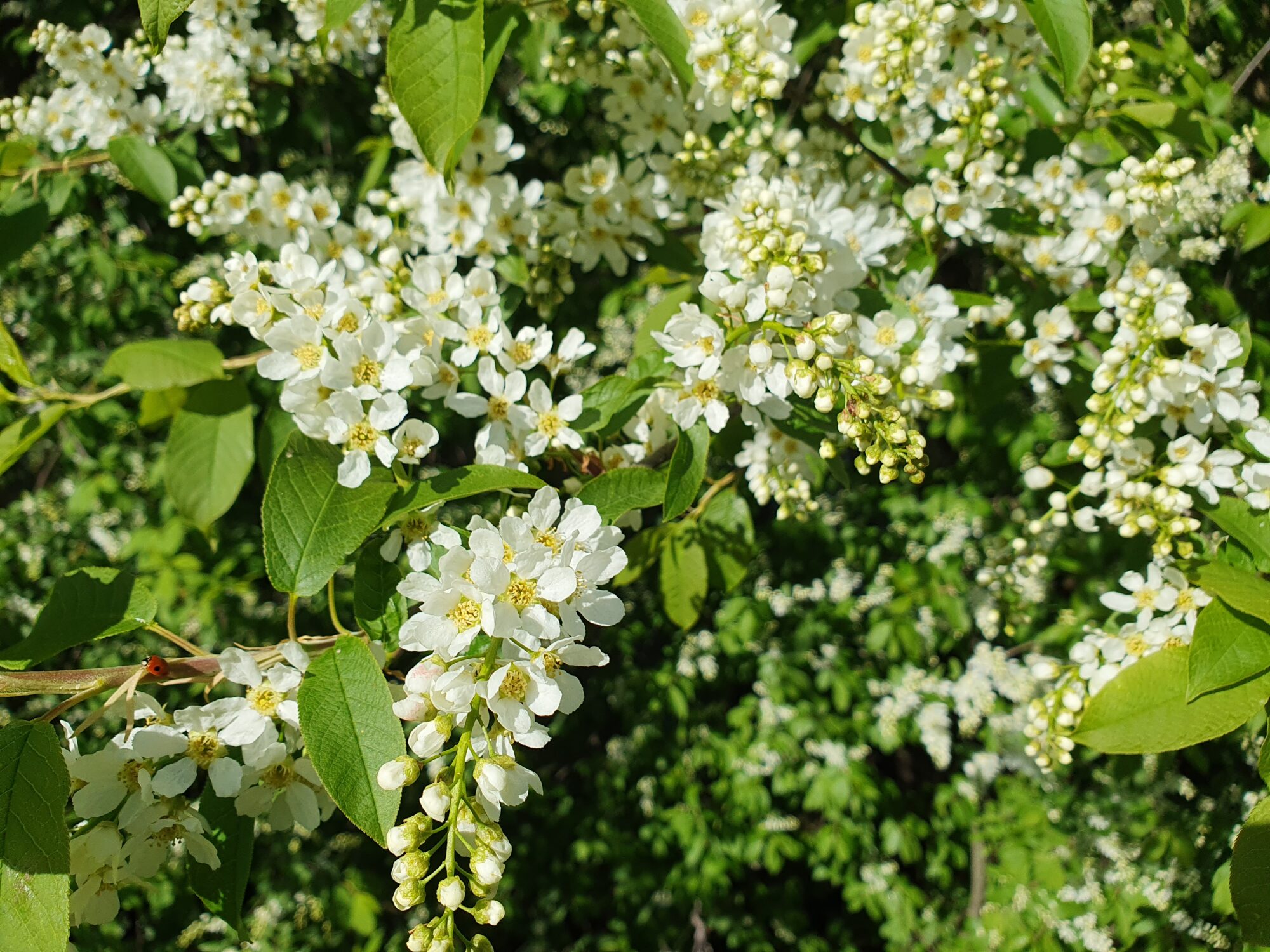 Valokuvaaja: Pirkko Tuulihovi