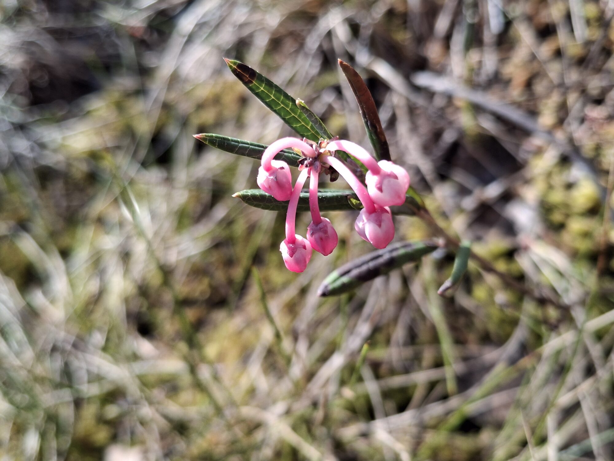 Valokuvaaja: Satu Suuntala