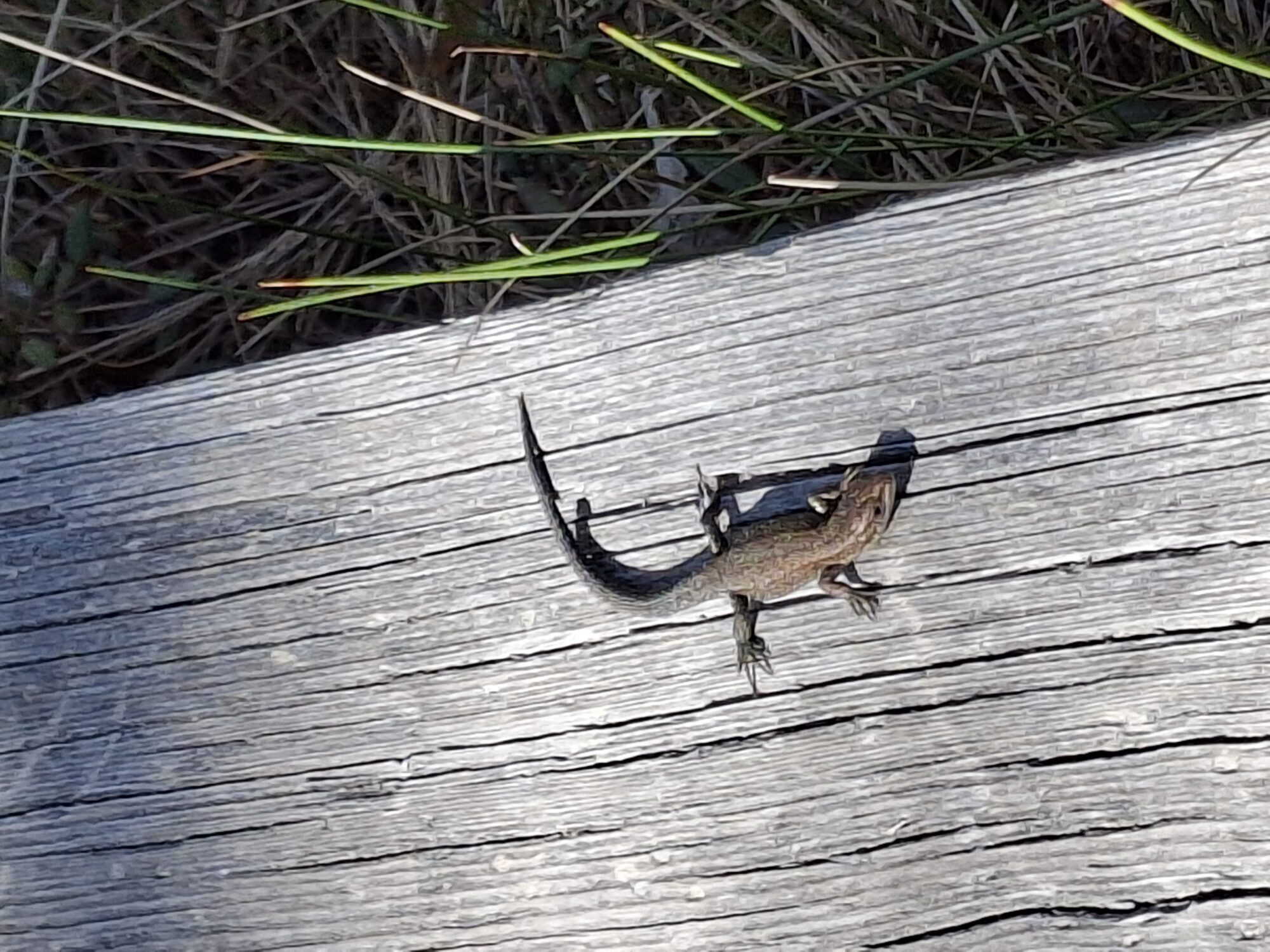 Valokuvaaja: Satu Suuntala