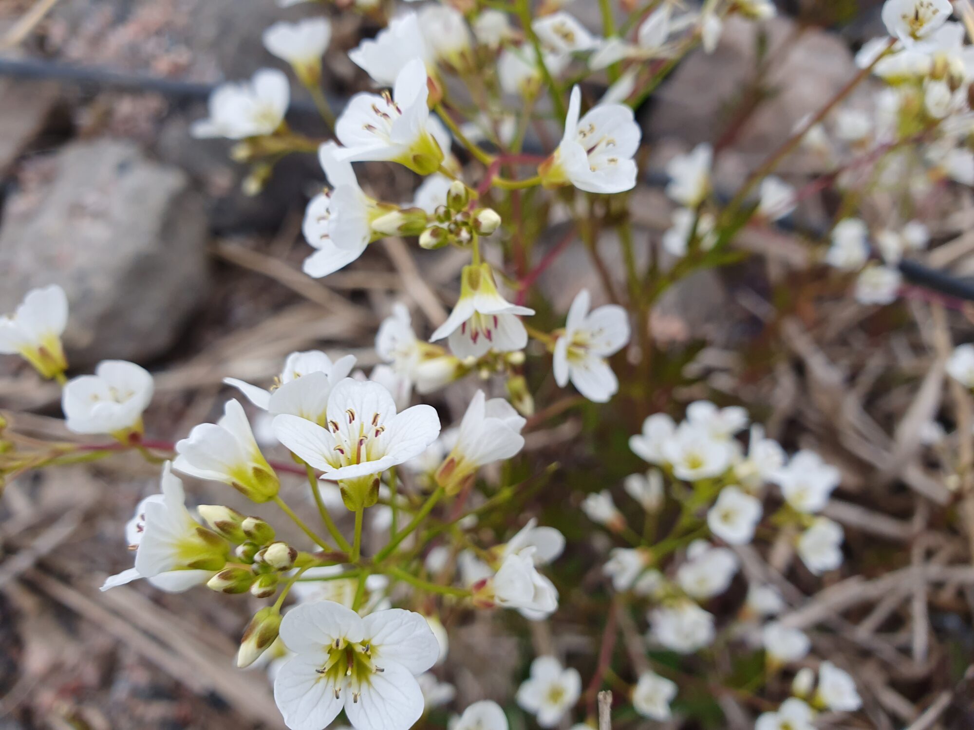 Valokuvaaja: Pirkko Tuulihovi