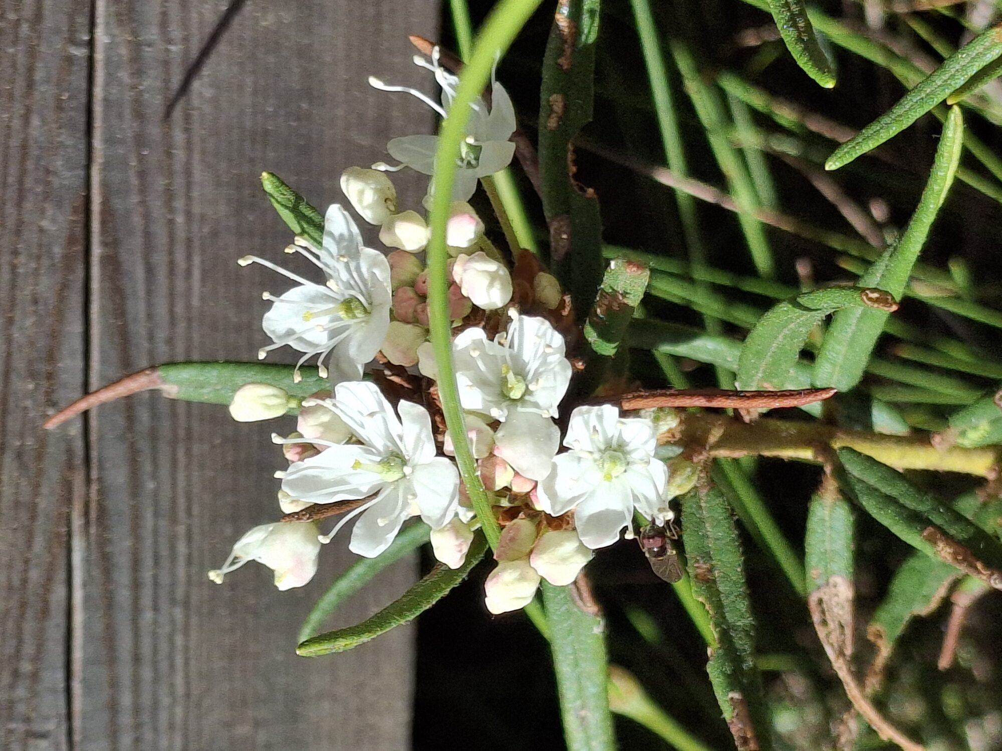 Valokuvaaja: Satu Suuntala