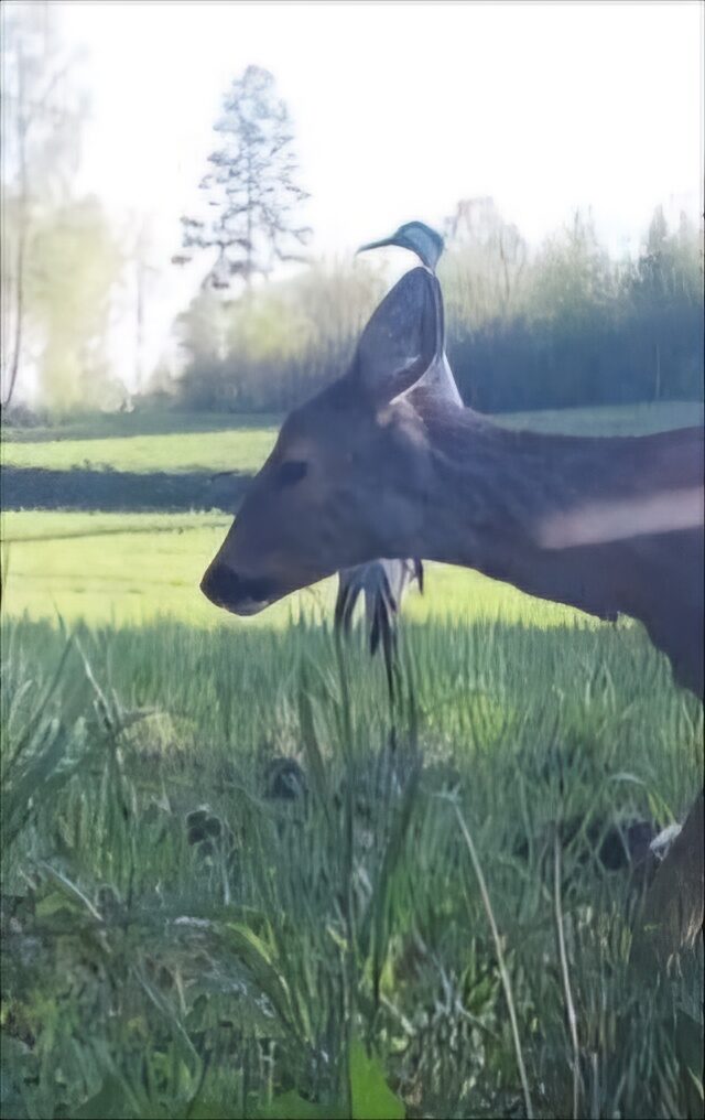 Valokuvaaja: Seppo Kivistö