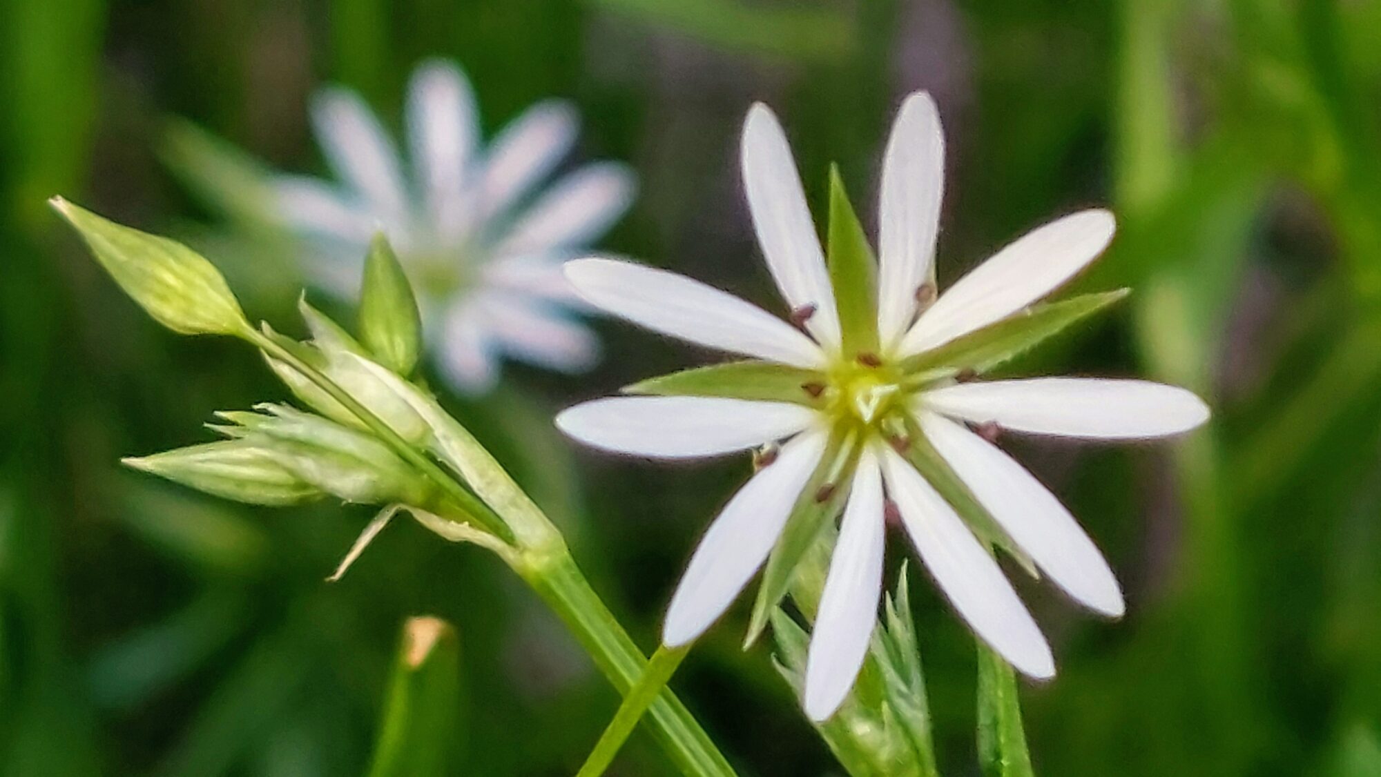 Valokuvaaja: Tarja Naukkarinen