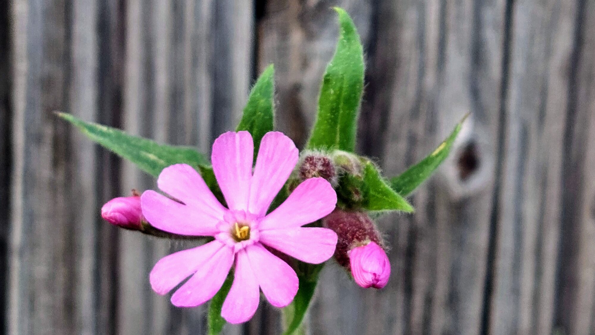 Valokuvaaja: Tarja Naukkarinen