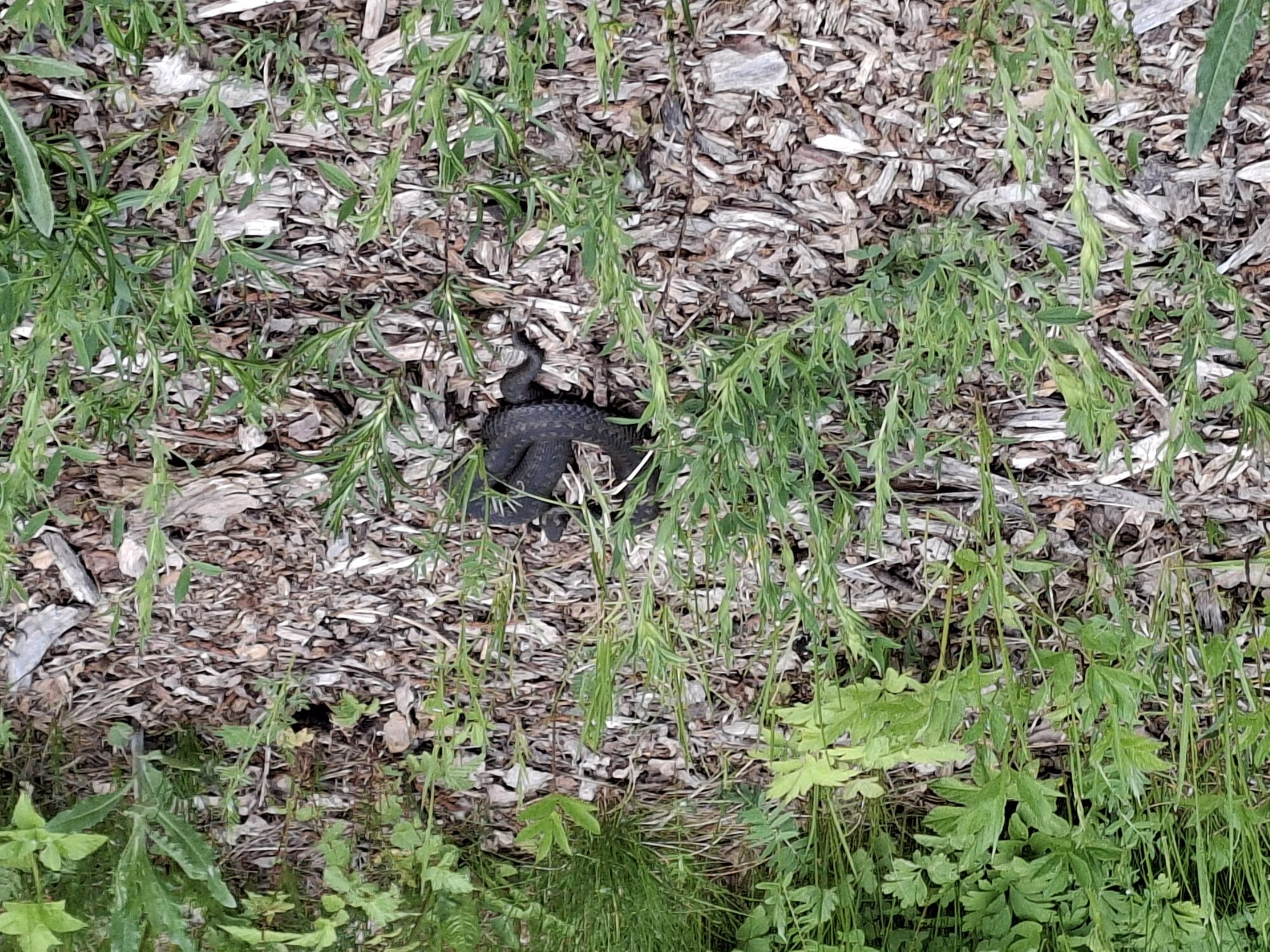 Valokuvaaja: Satu Suuntala