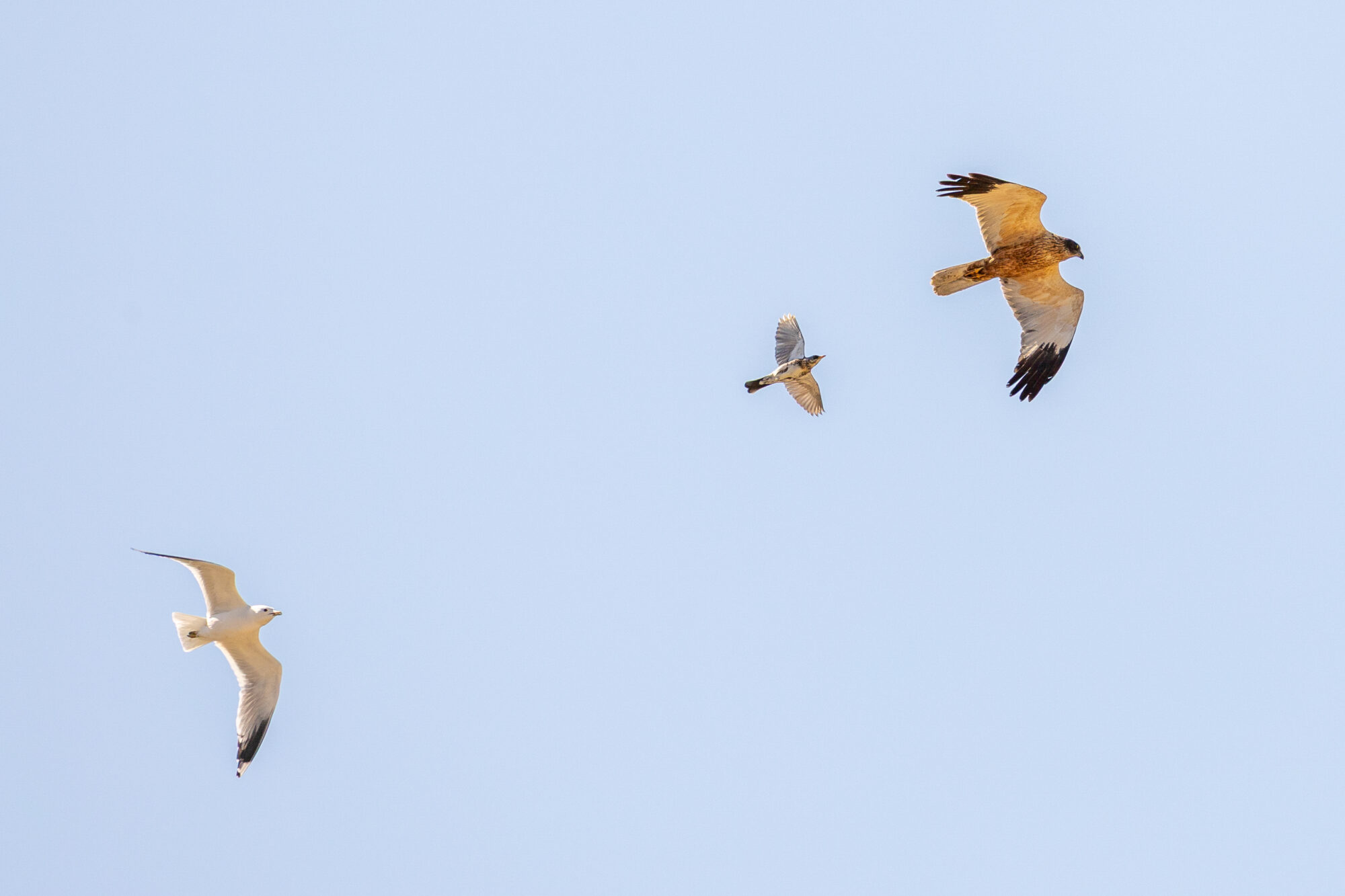 Valokuvaaja: Satu Pihlainen