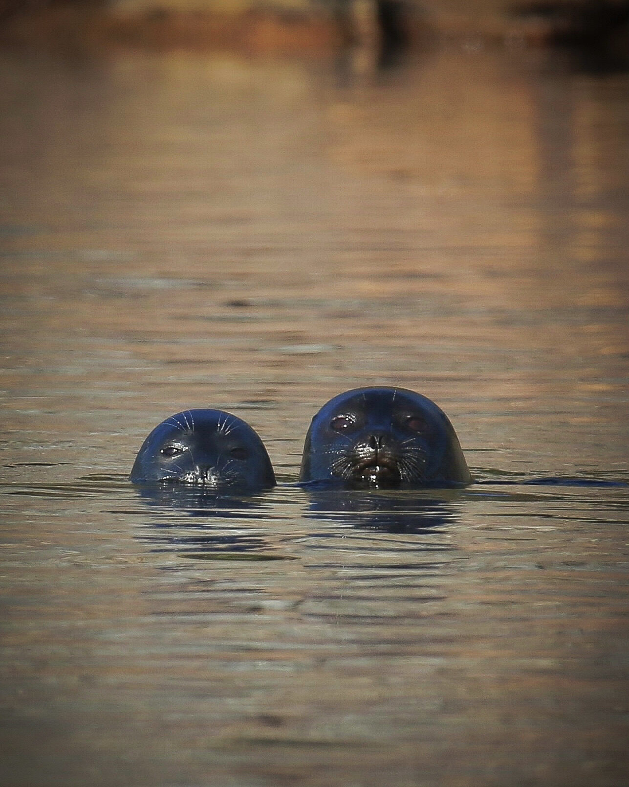 Valokuvaaja: Mikko Siikavesi