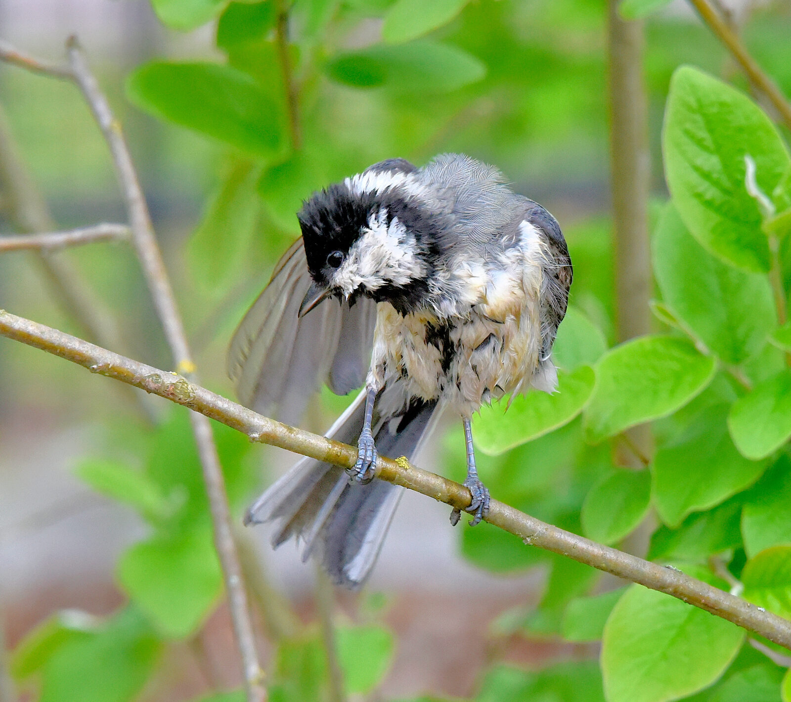 Valokuvaaja: Reijo Juurinen