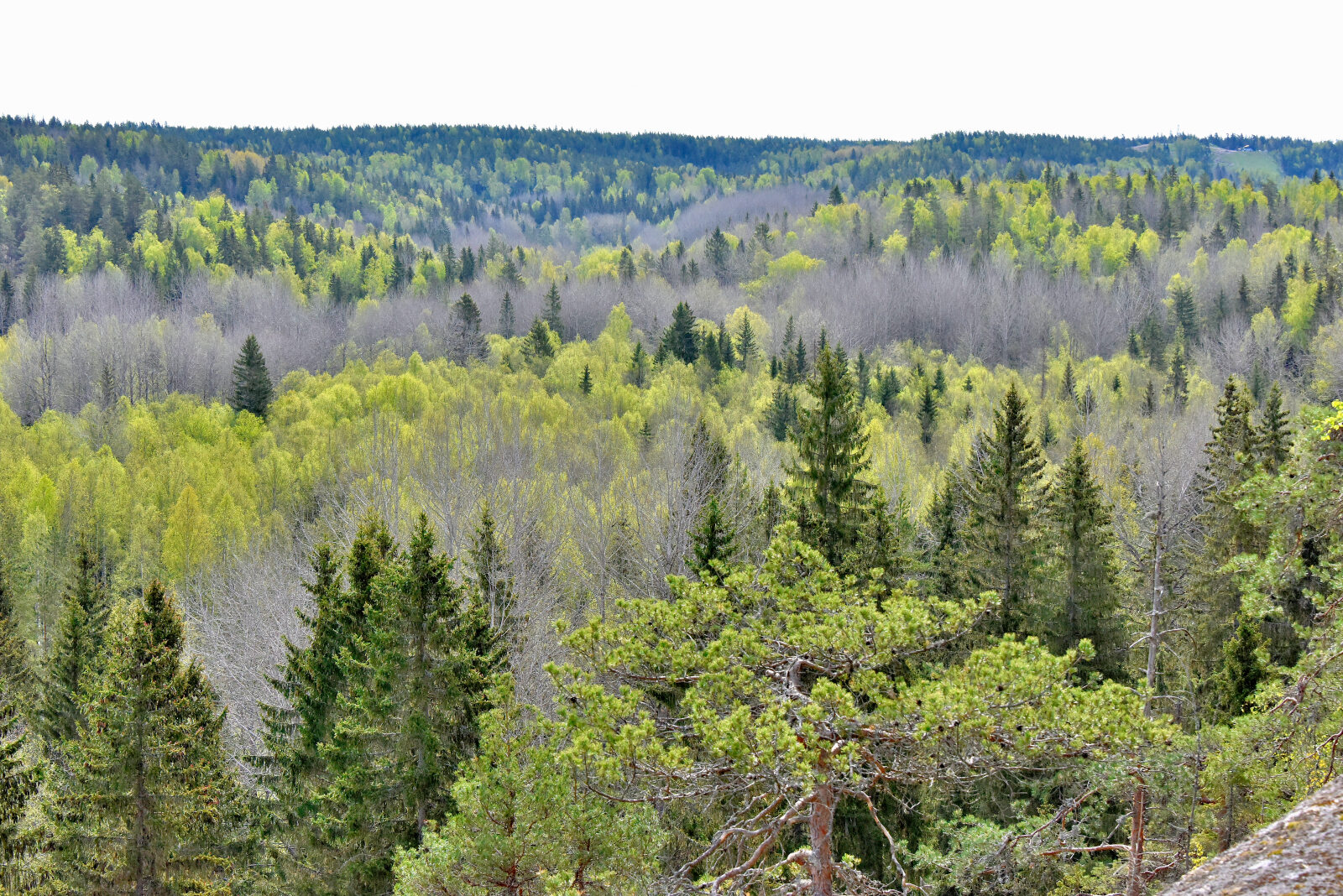 Valokuvaaja: Reijo Juurinen