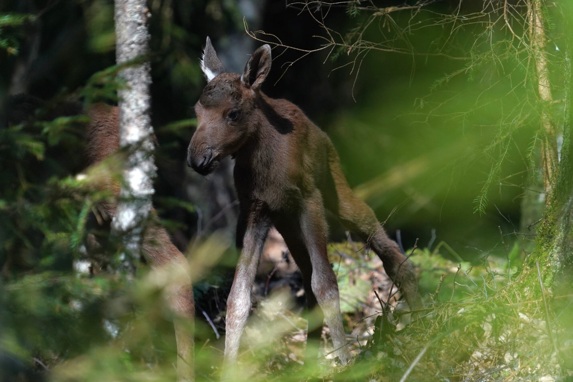 Valokuvaaja: Jouni Tanner