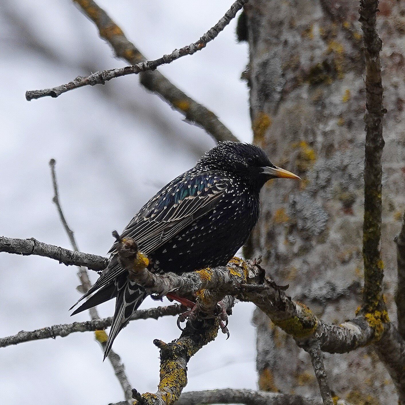 Valokuvaaja: Raija  Oksanen