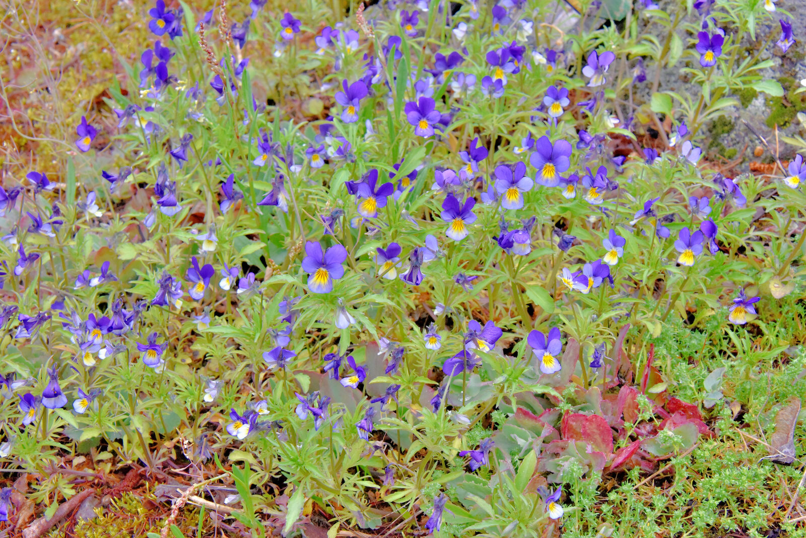 Valokuvaaja: Reijo Juurinen
