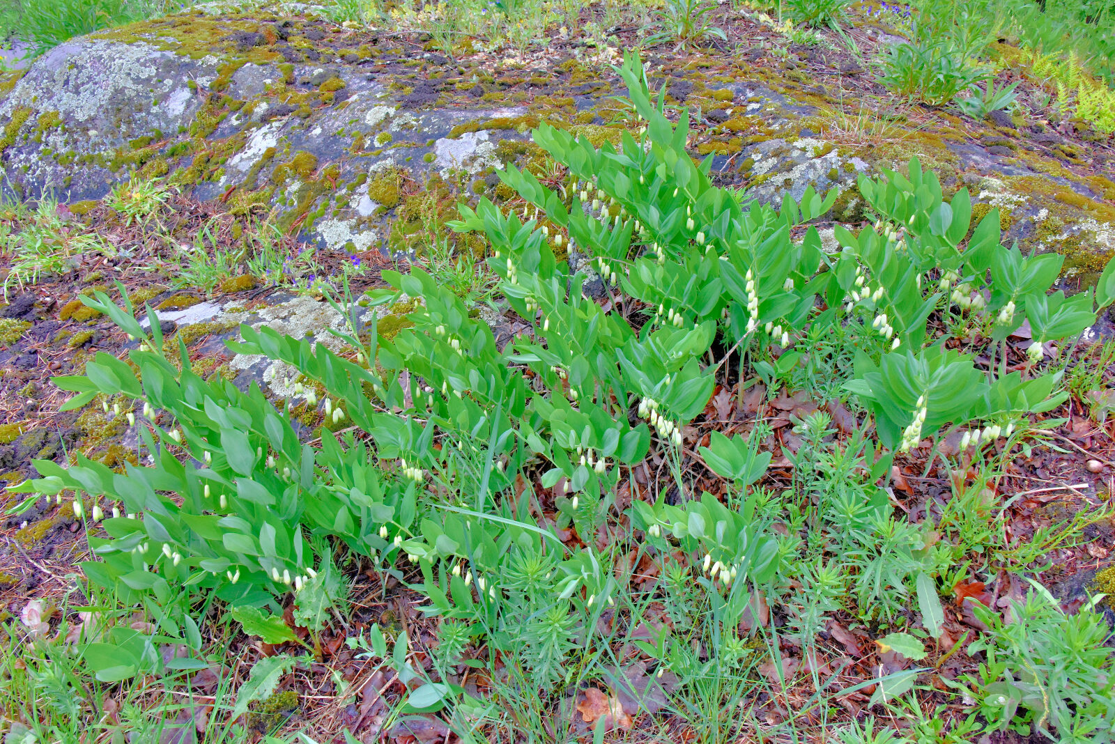 Valokuvaaja: Reijo Juurinen