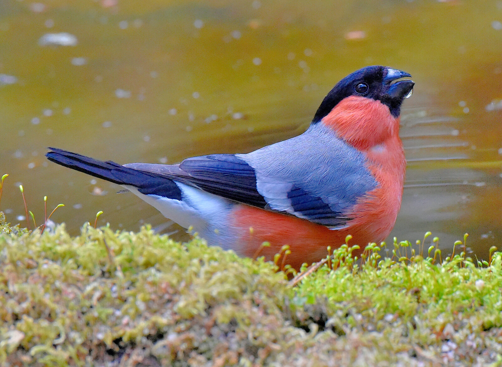 Valokuvaaja: Reijo Juurinen Valokuvaaja: Reijo Juurinen