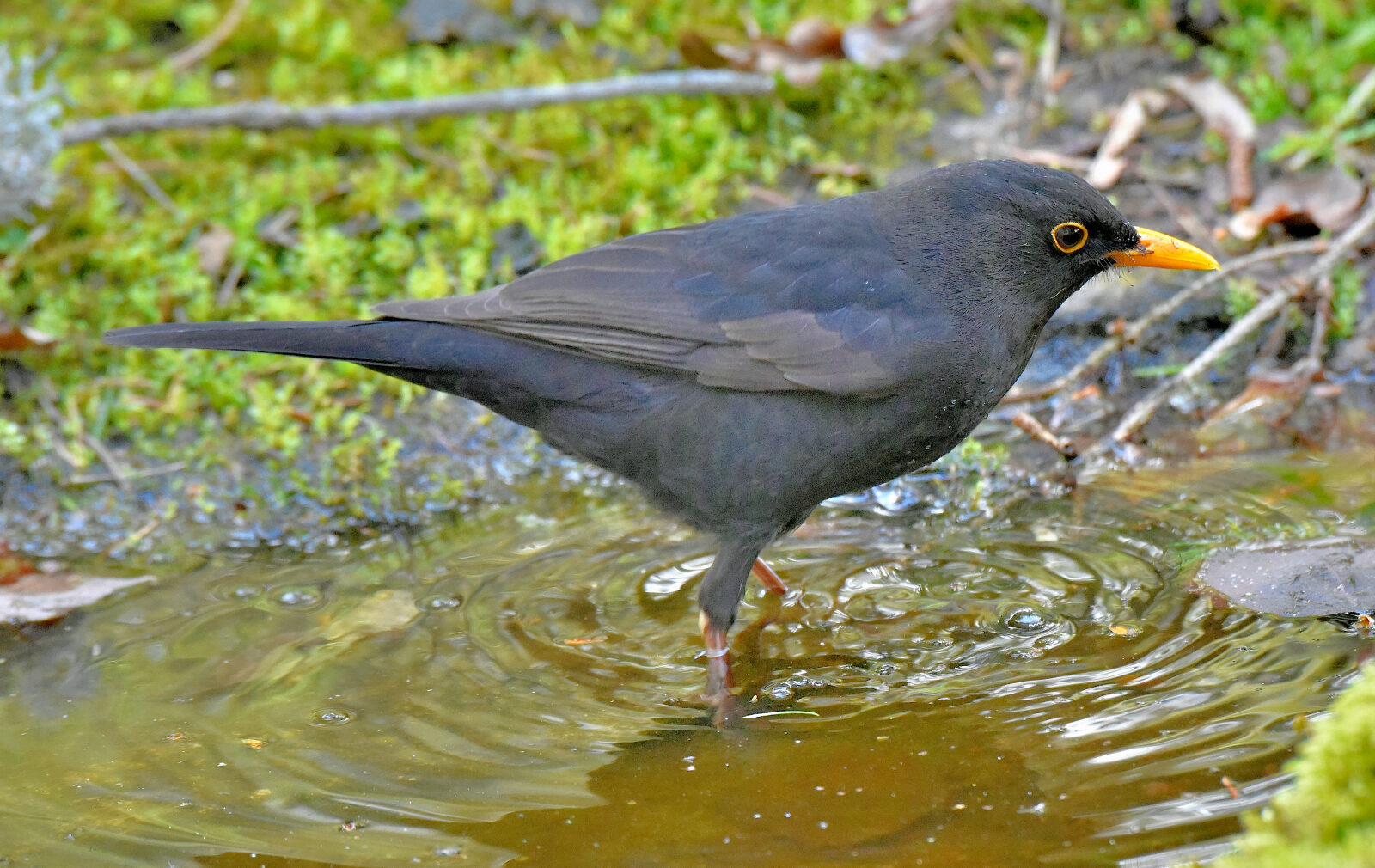 Valokuvaaja: Reijo Juurinen Valokuvaaja: Reijo Juurinen