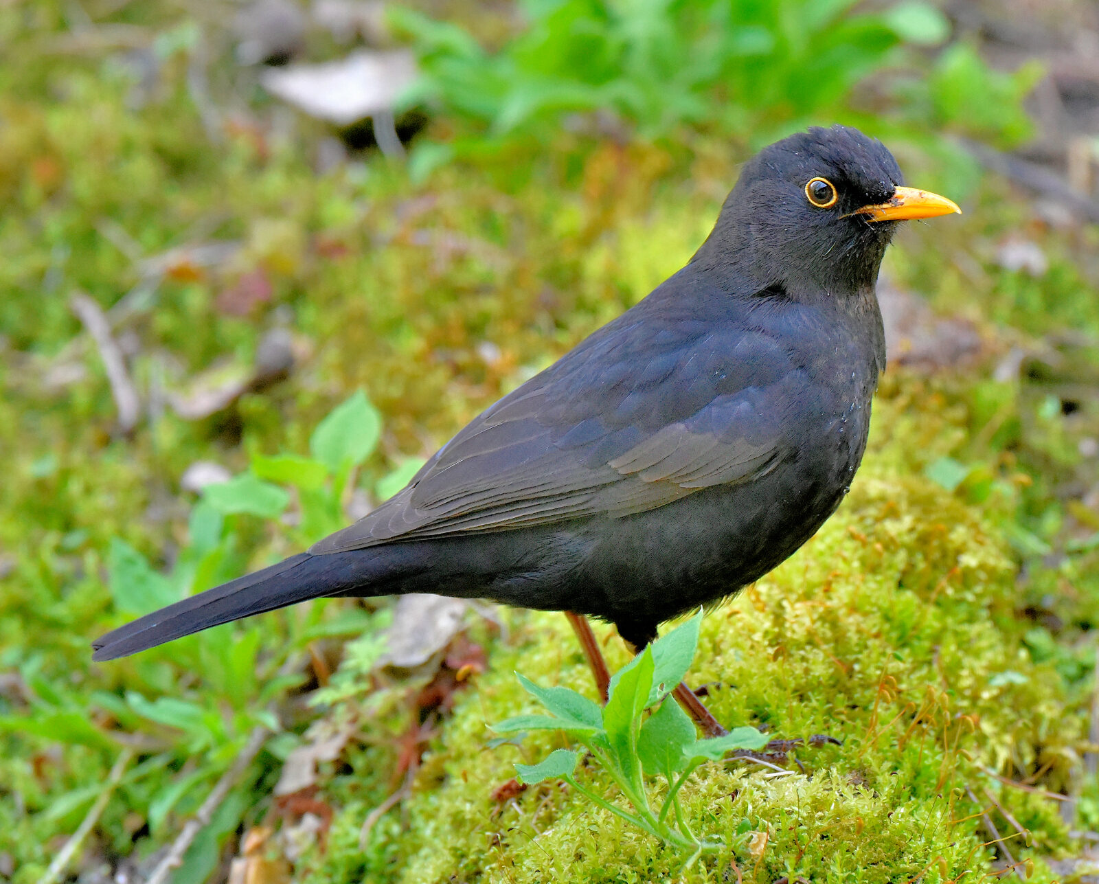 Valokuvaaja: Reijo Juurinen Valokuvaaja: Reijo Juurinen