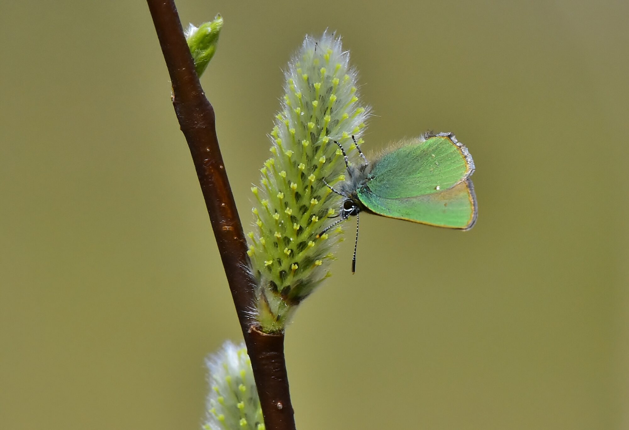Valokuvaaja: Markku Pelkonen