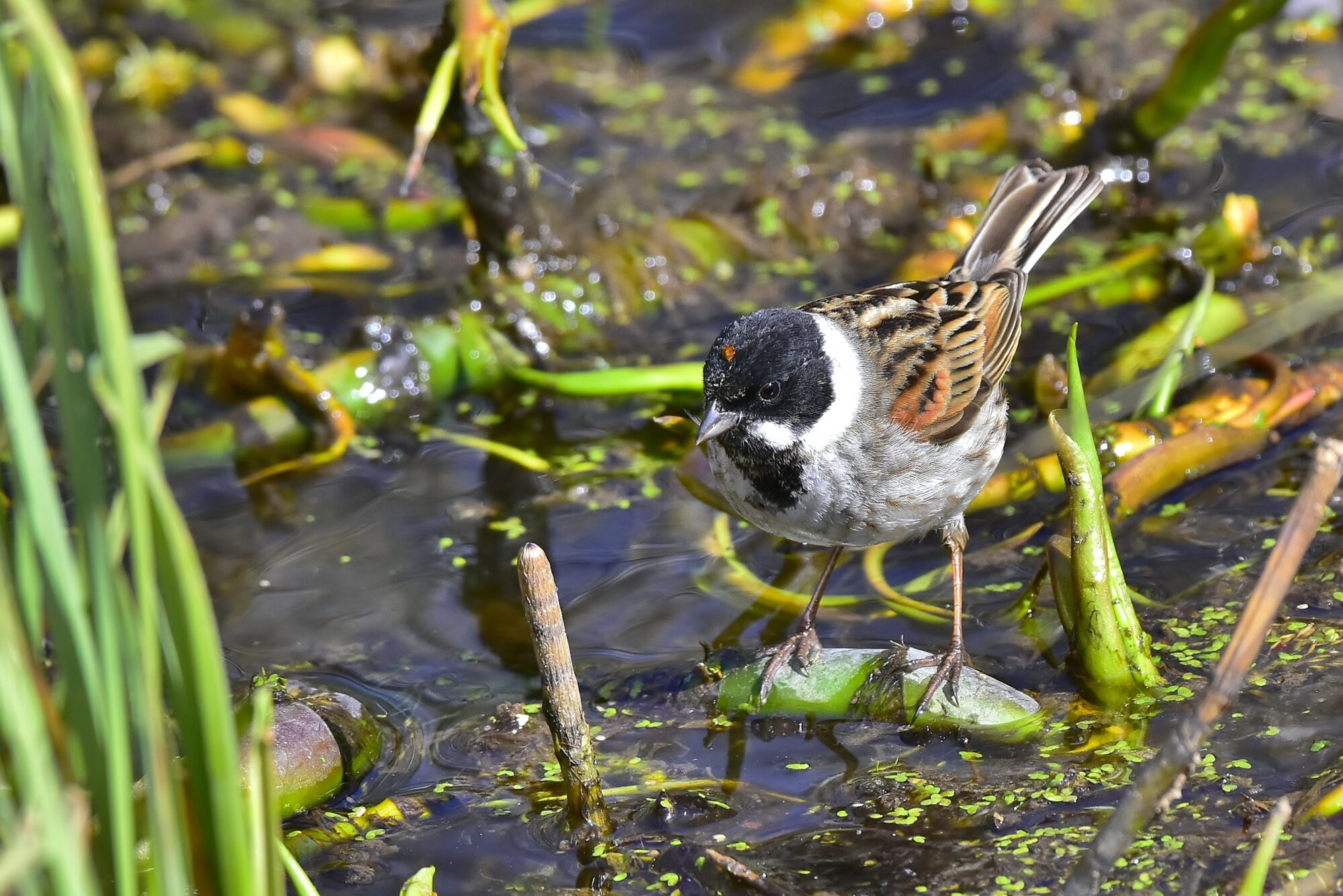 Valokuvaaja: Markku Pelkonen