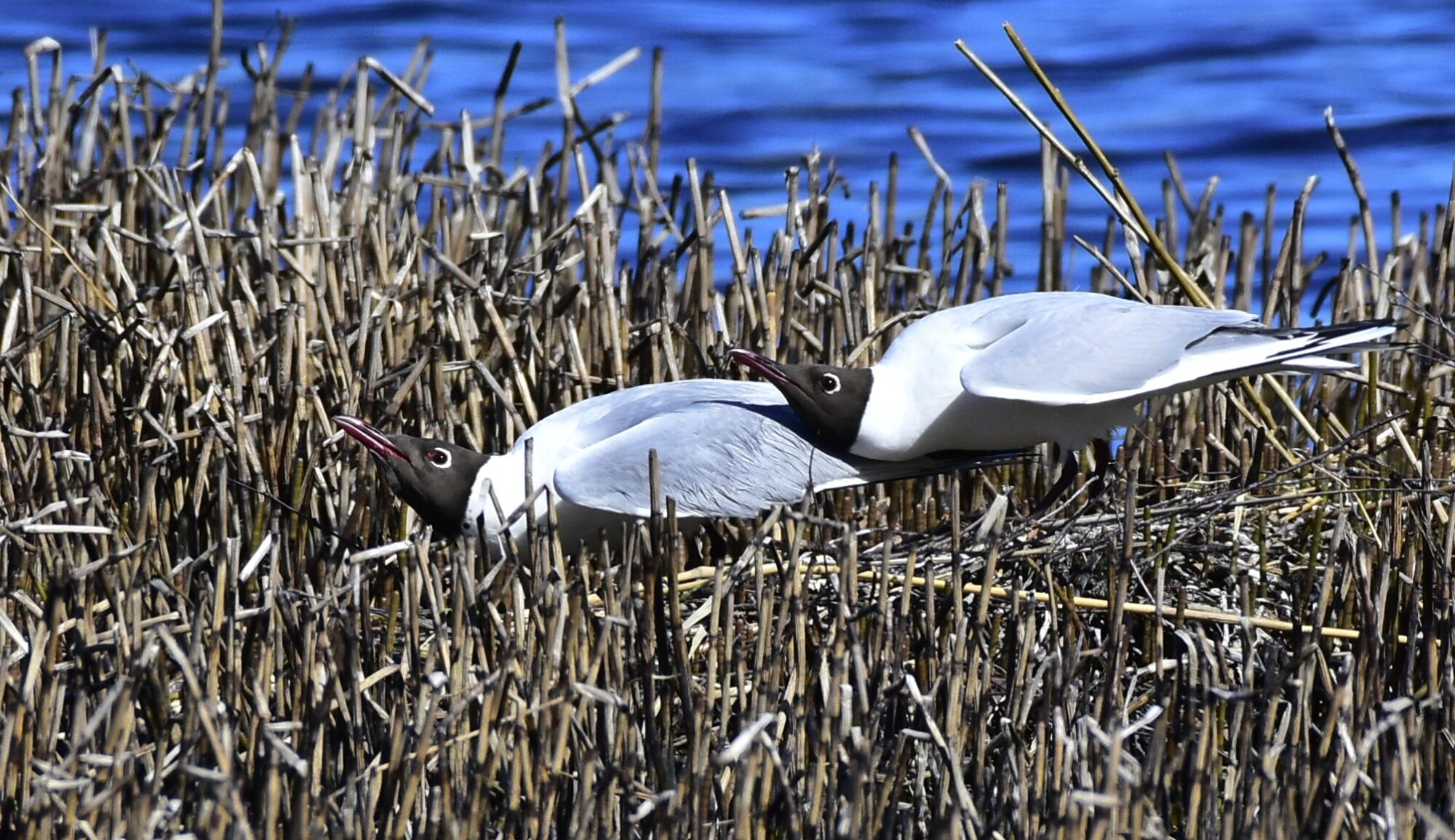 Valokuvaaja: Markku Pelkonen Valokuvaaja: Markku Pelkonen