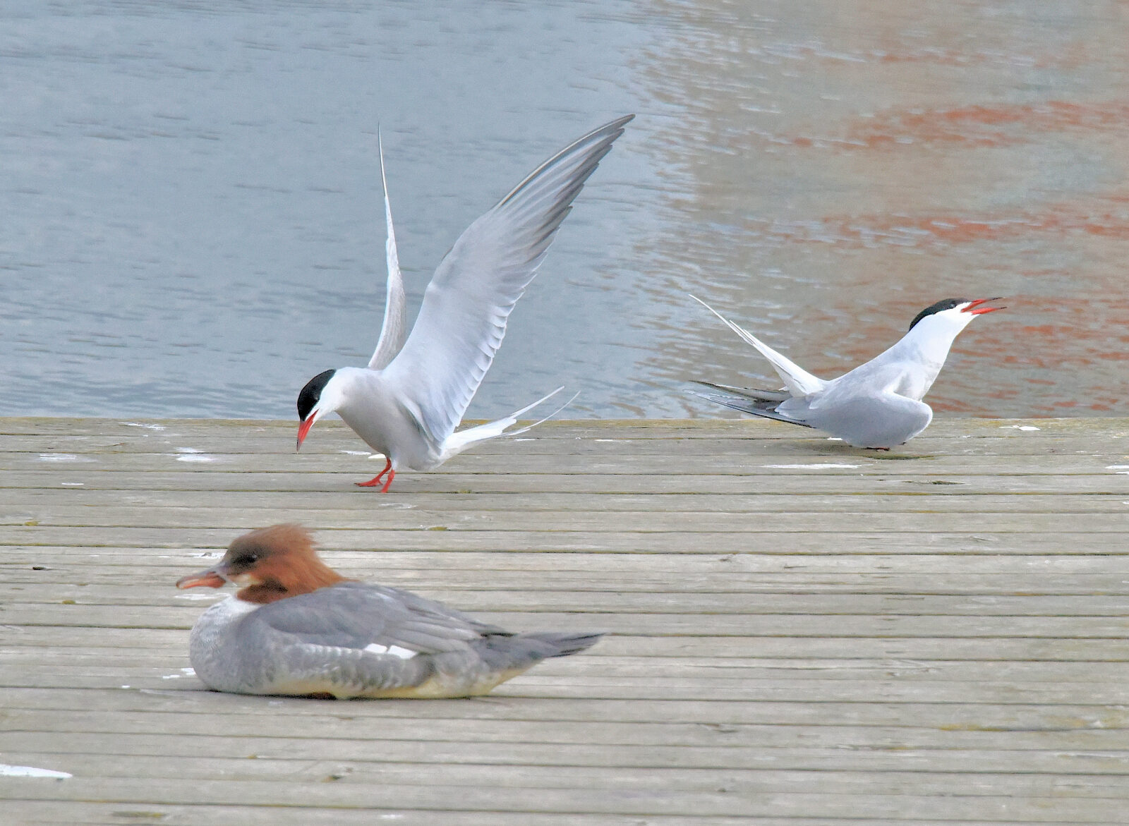 Valokuvaaja: Reijo Juurinen
