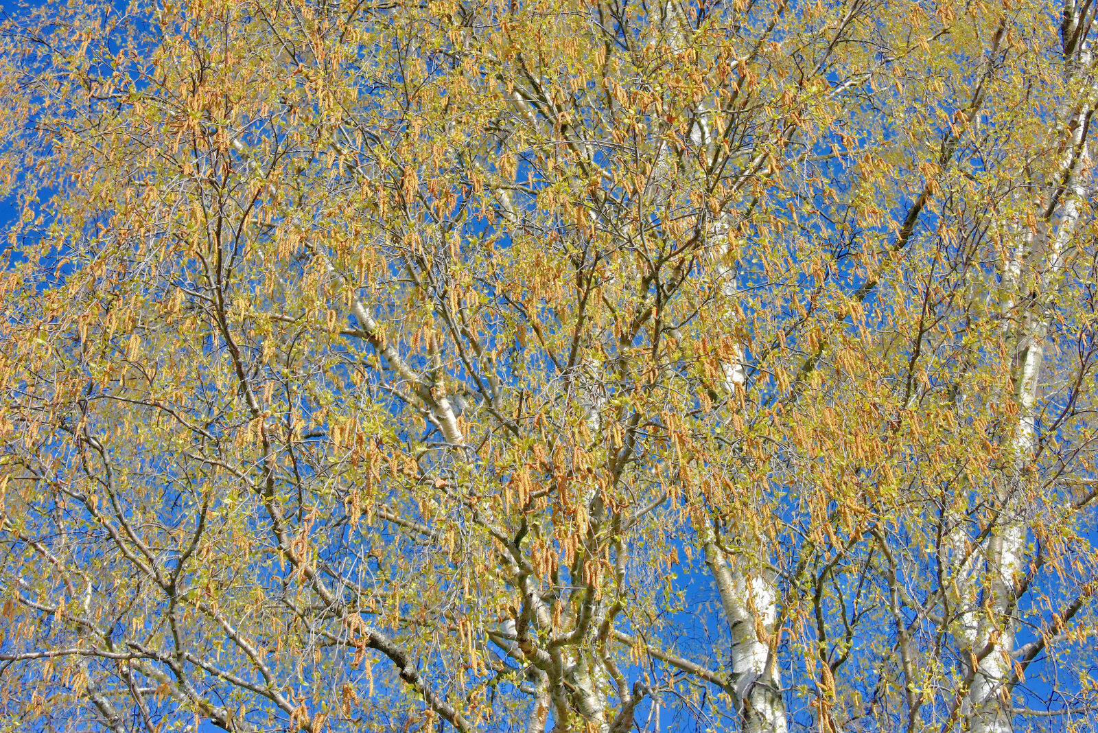 Valokuvaaja: Reijo Juurinen Valokuvaaja: Reijo Juurinen