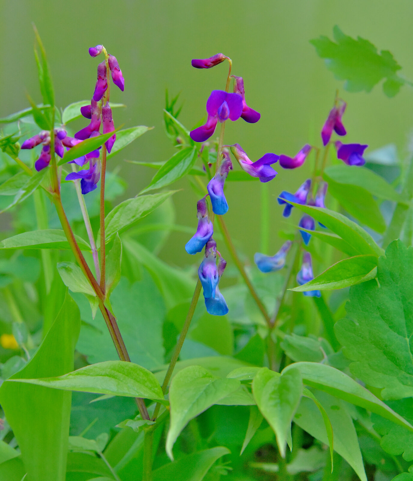 Valokuvaaja: Reijo Juurinen