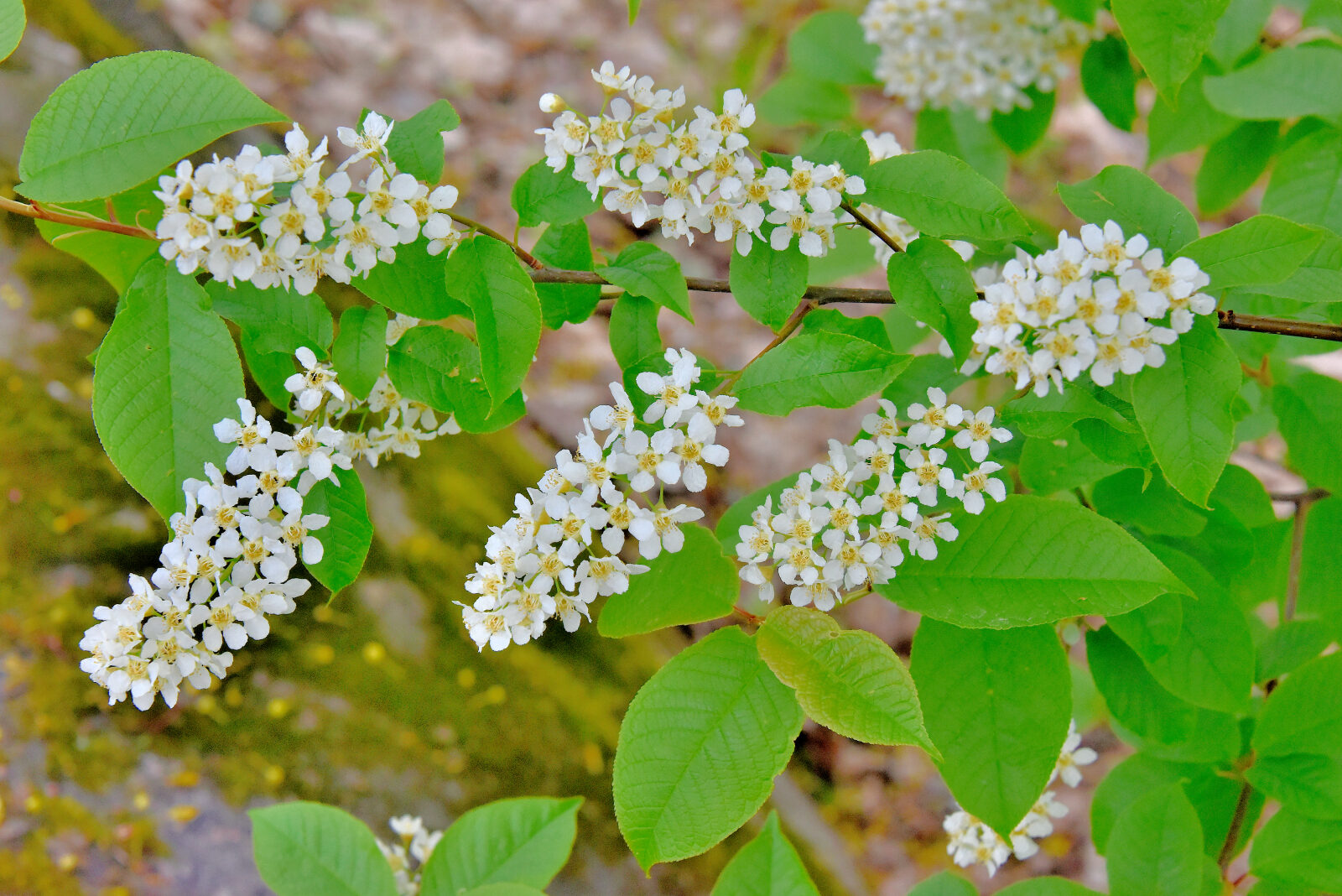Valokuvaaja: Reijo Juurinen