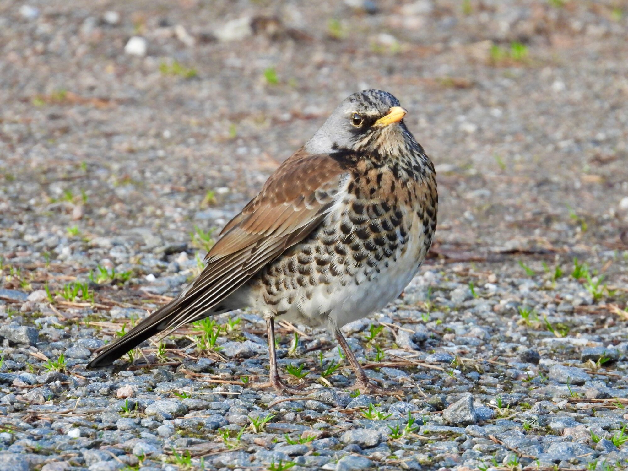 Valokuvaaja: Juhani Peltonen