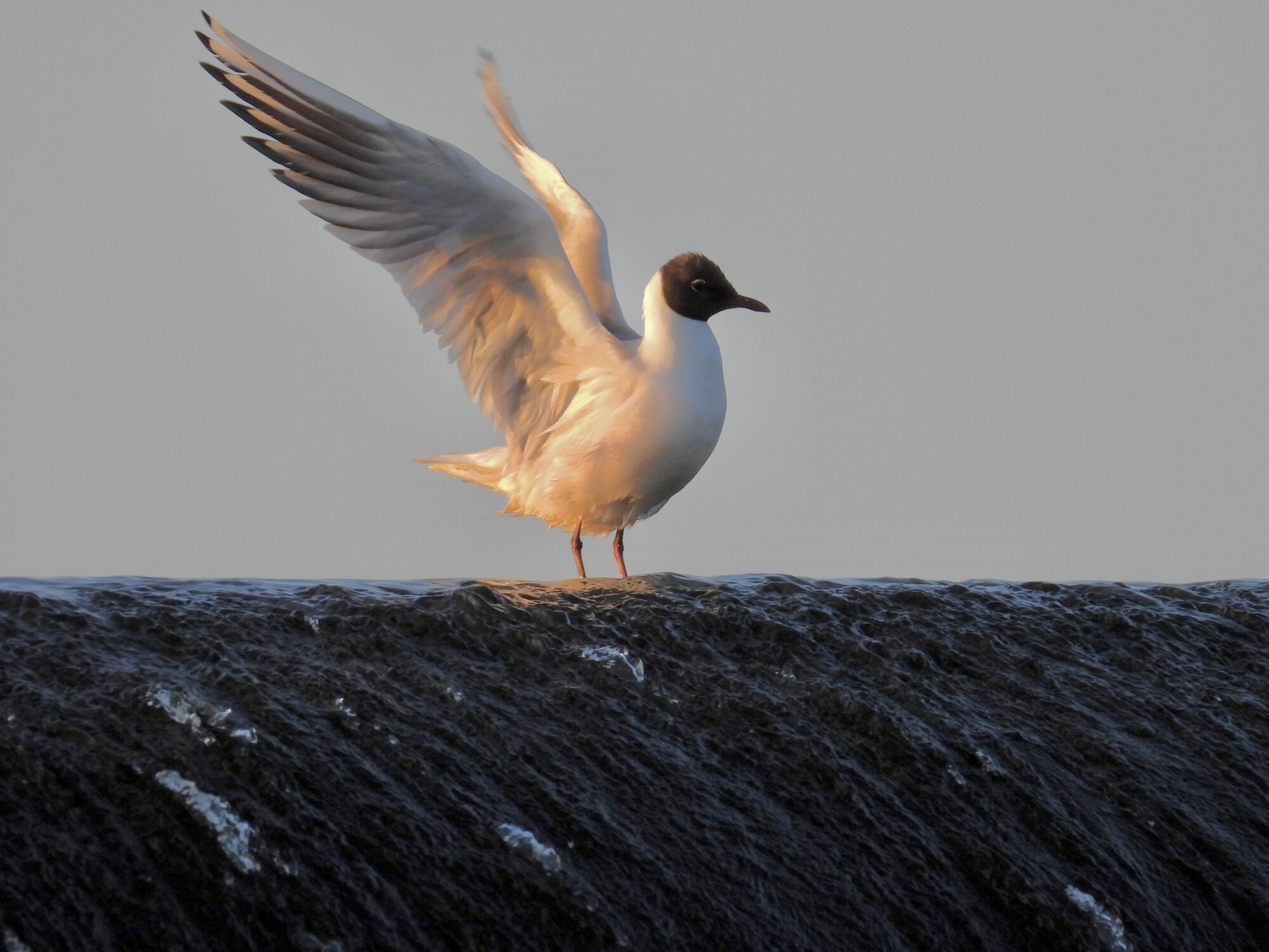 Valokuvaaja: Juhani Peltonen