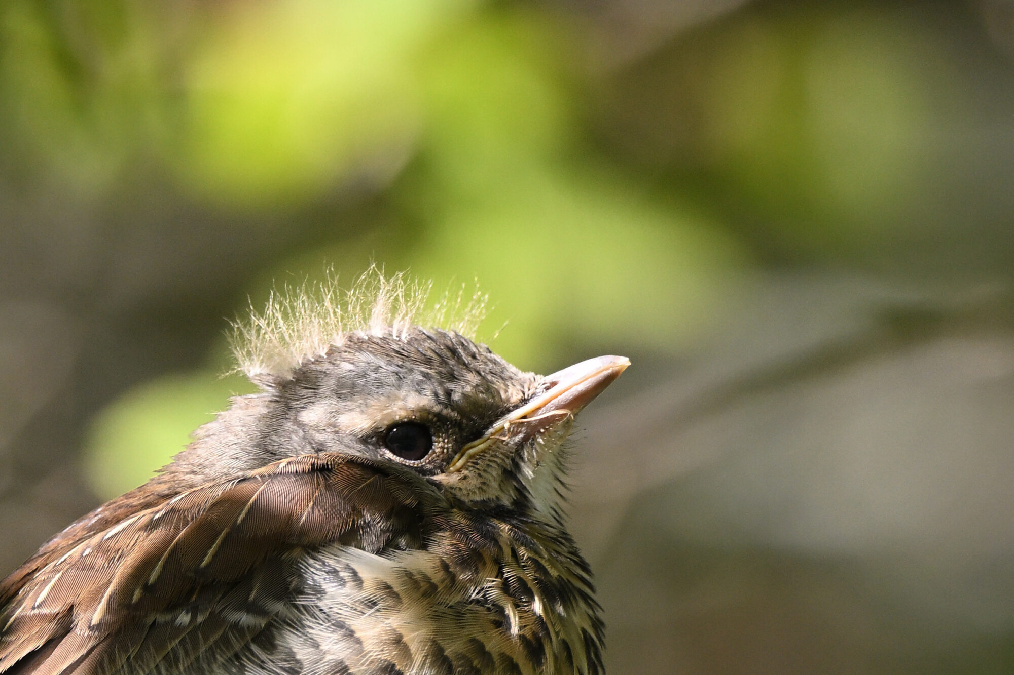 Valokuvaaja: Asko Heikkinen