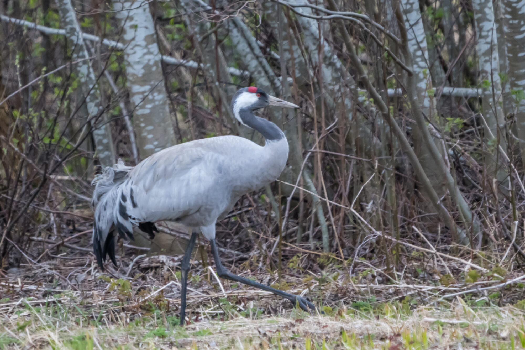 Valokuvaaja: Markku Saarinen