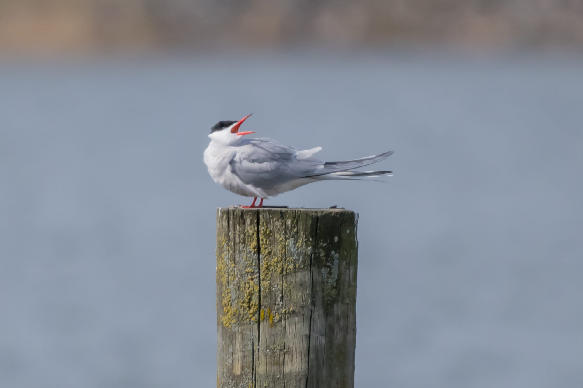 Valokuvaaja: Markku Saarinen Valokuvaaja: Markku Saarinen