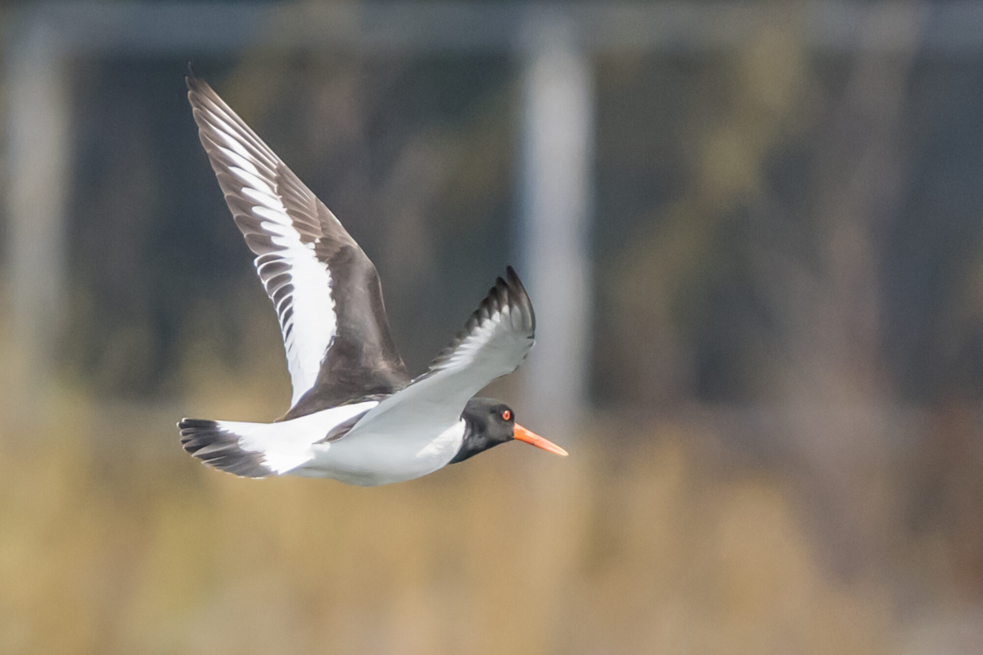 Valokuvaaja: Markku Saarinen