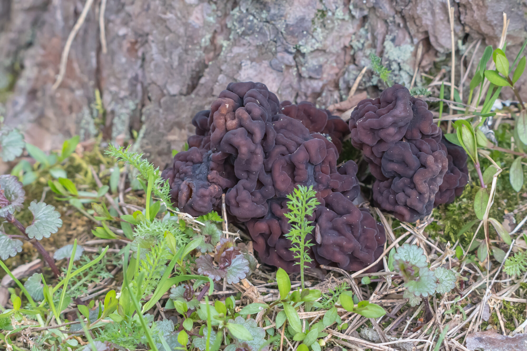 Valokuvaaja: Markku Saarinen Valokuvaaja: Markku Saarinen