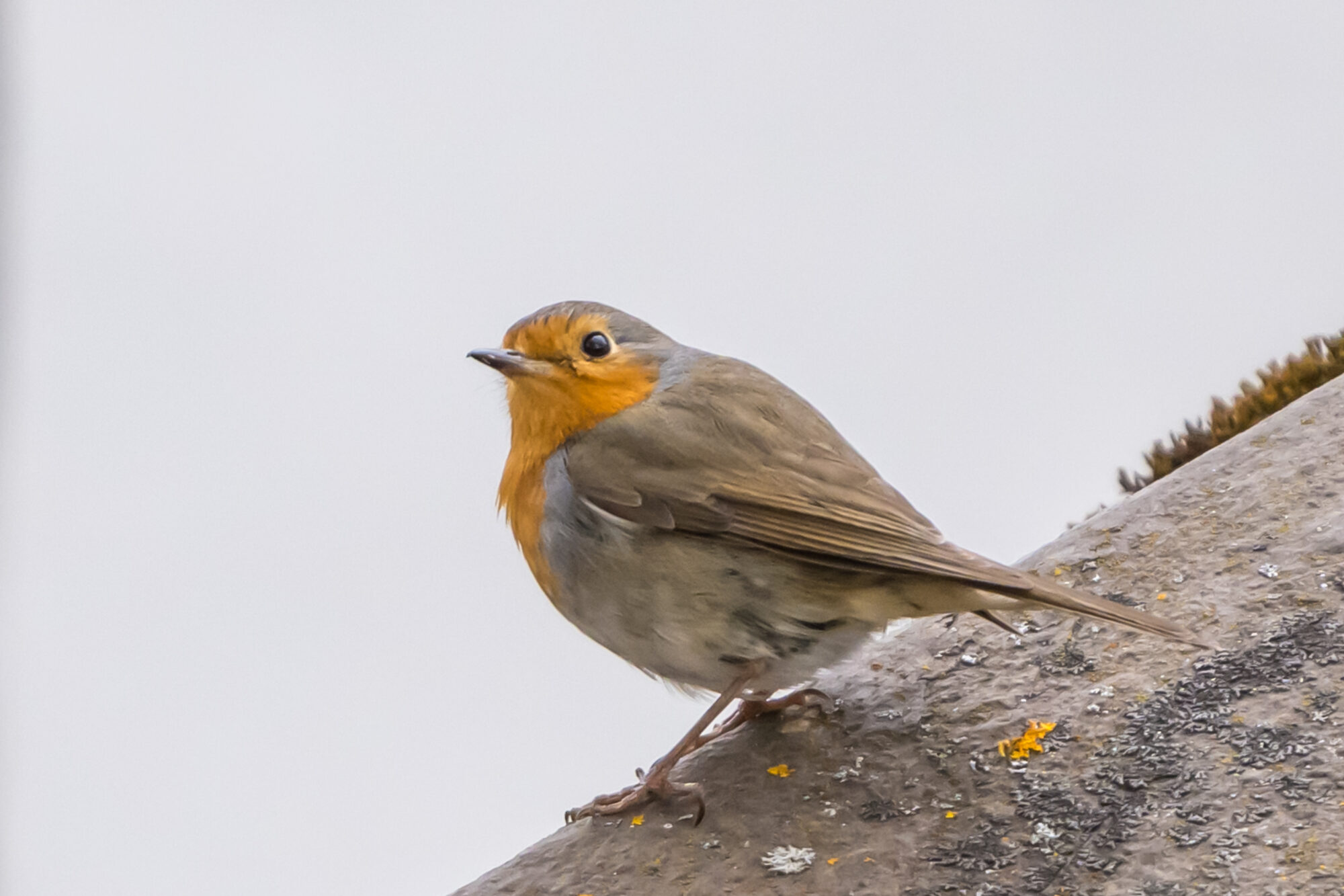 Valokuvaaja: Markku Saarinen