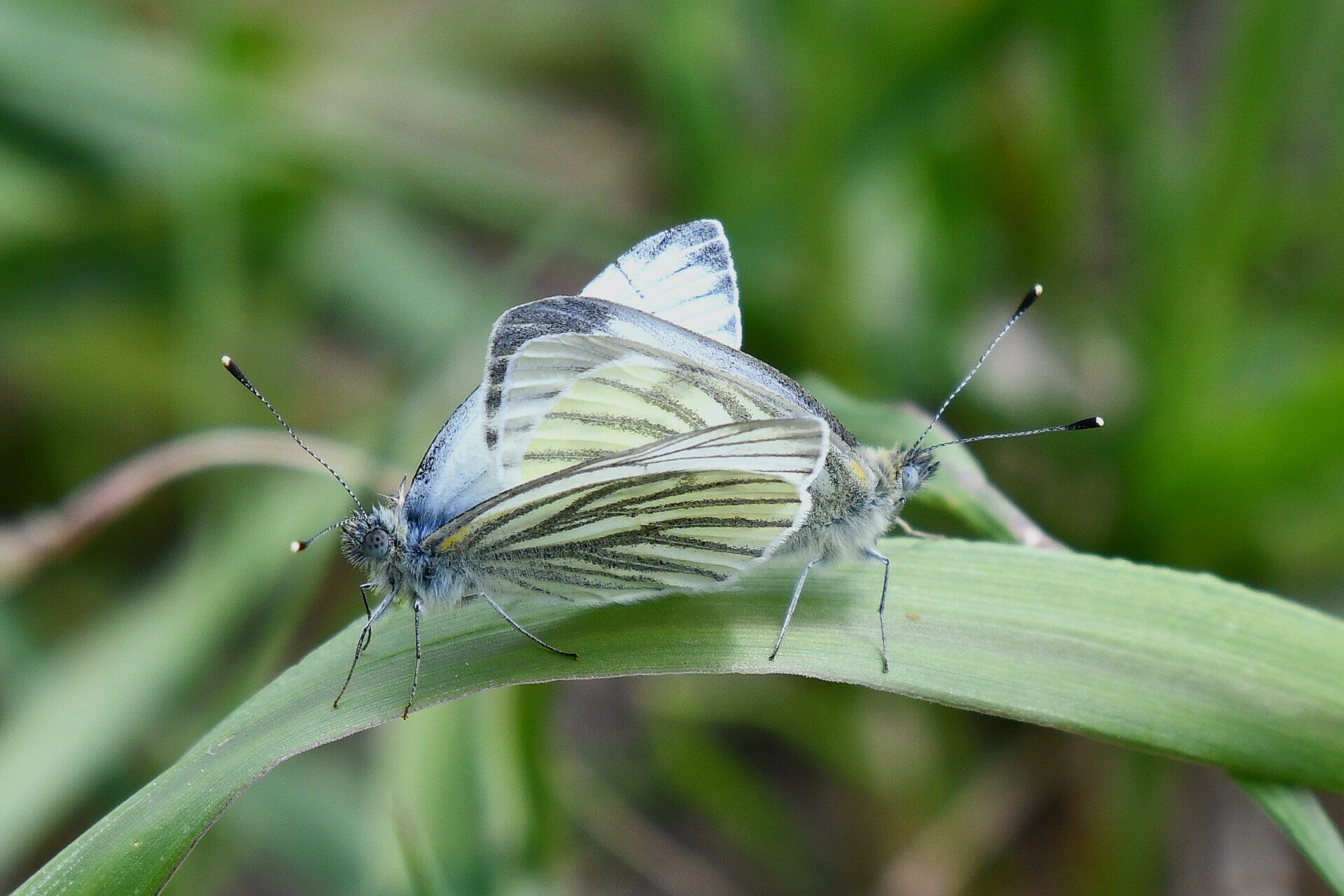 Valokuvaaja: Antti Kaskinen
